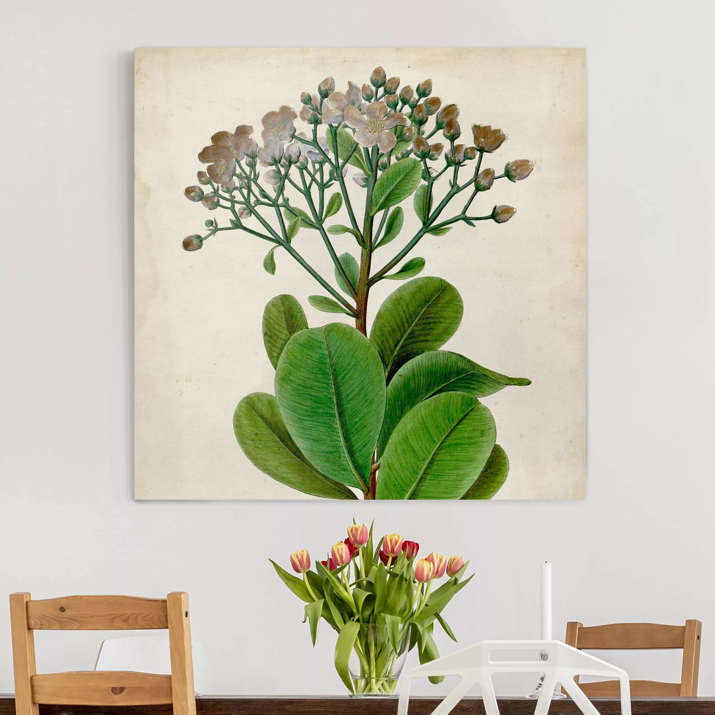 Leinwandbild Botanik - Quadrat Laubbaum Schautafel VIII günstig online kaufen