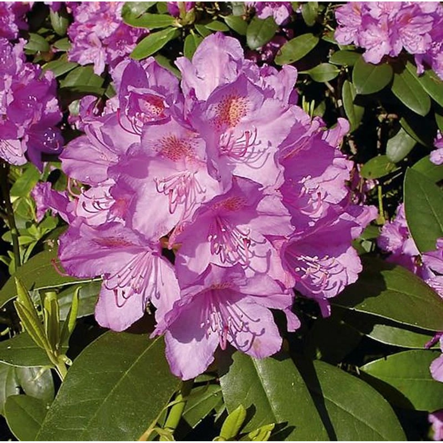 Großblumige Rhododendron Catawbiense Grandiflorum 50-60cm - Alpenrose günstig online kaufen