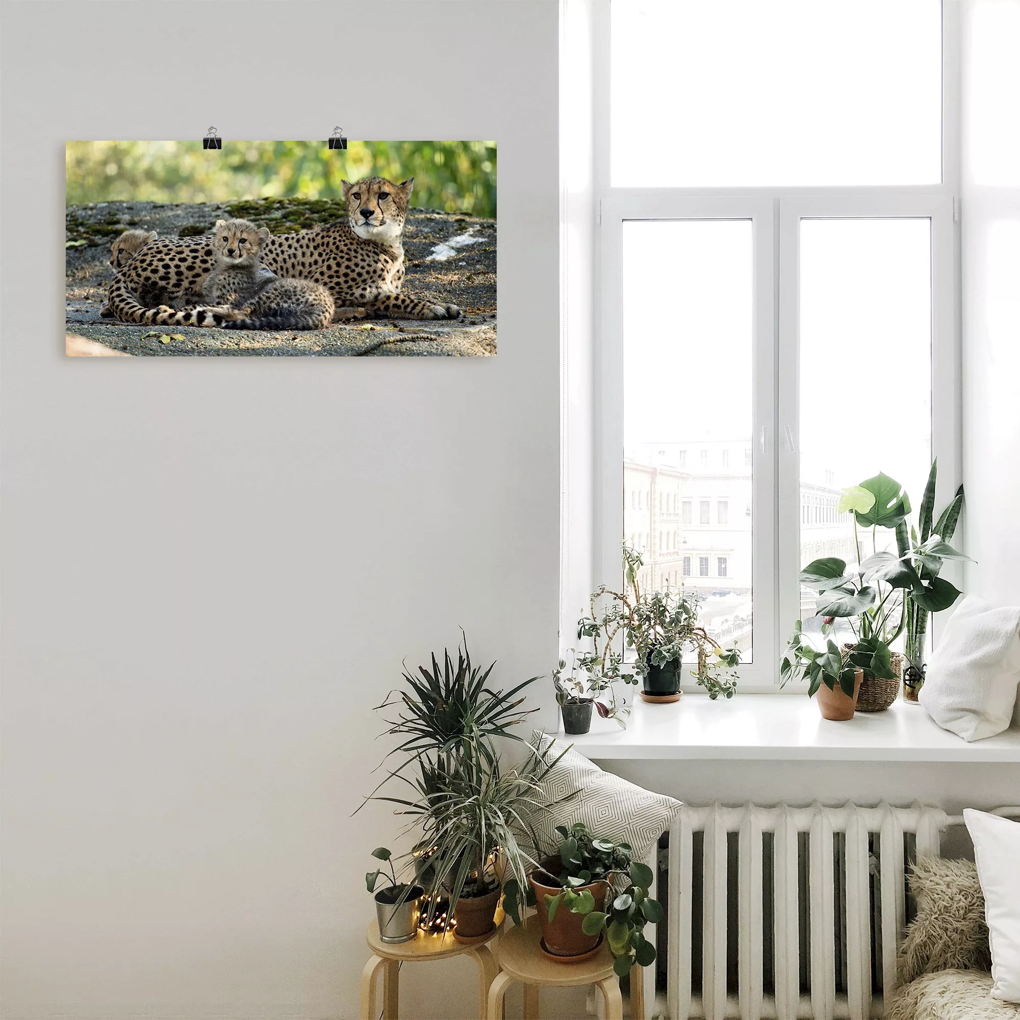 Artland Wandbild »Gepard 2«, Wildtiere, (1 St.), als Leinwandbild, Poster, günstig online kaufen