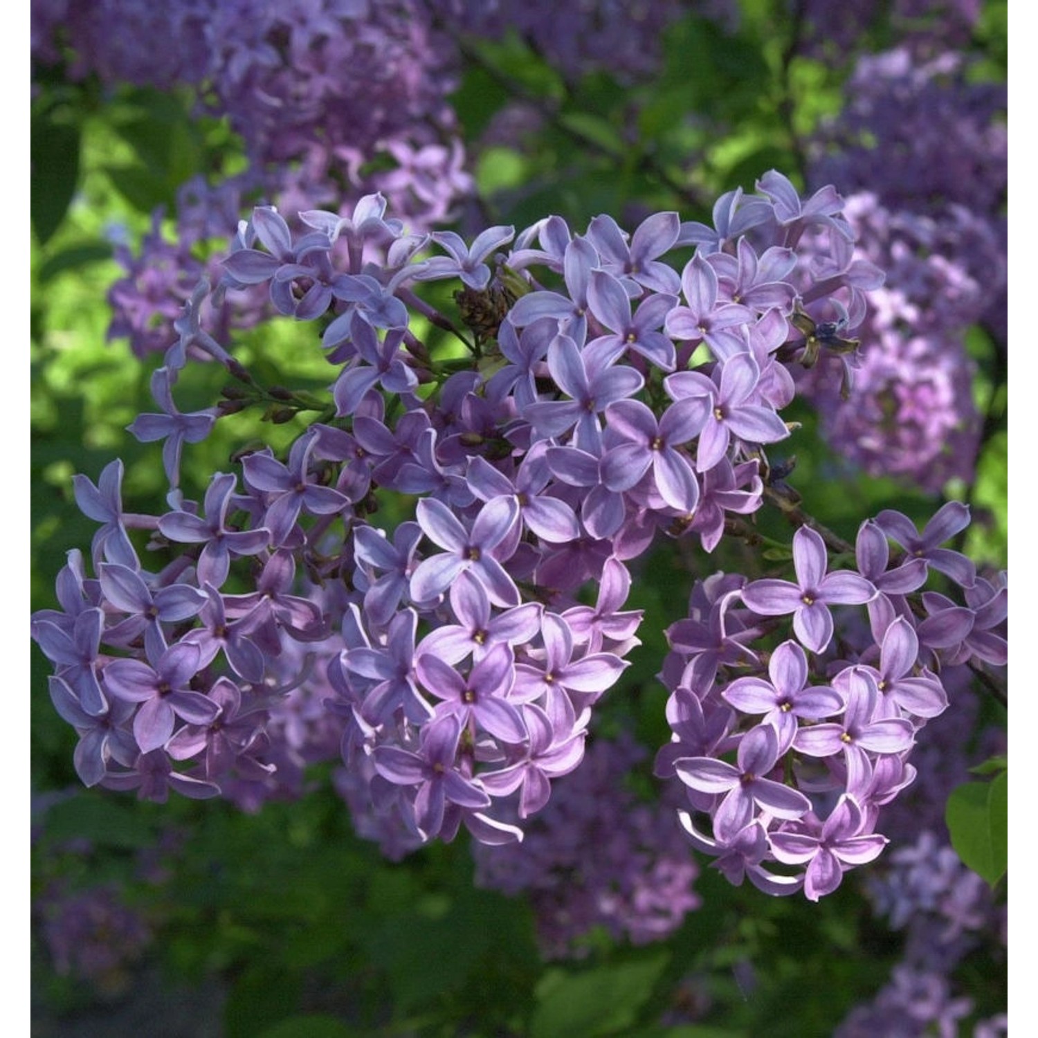 Königsflieder Heckenflieder 60-80cm - Syringa chinensis günstig online kaufen