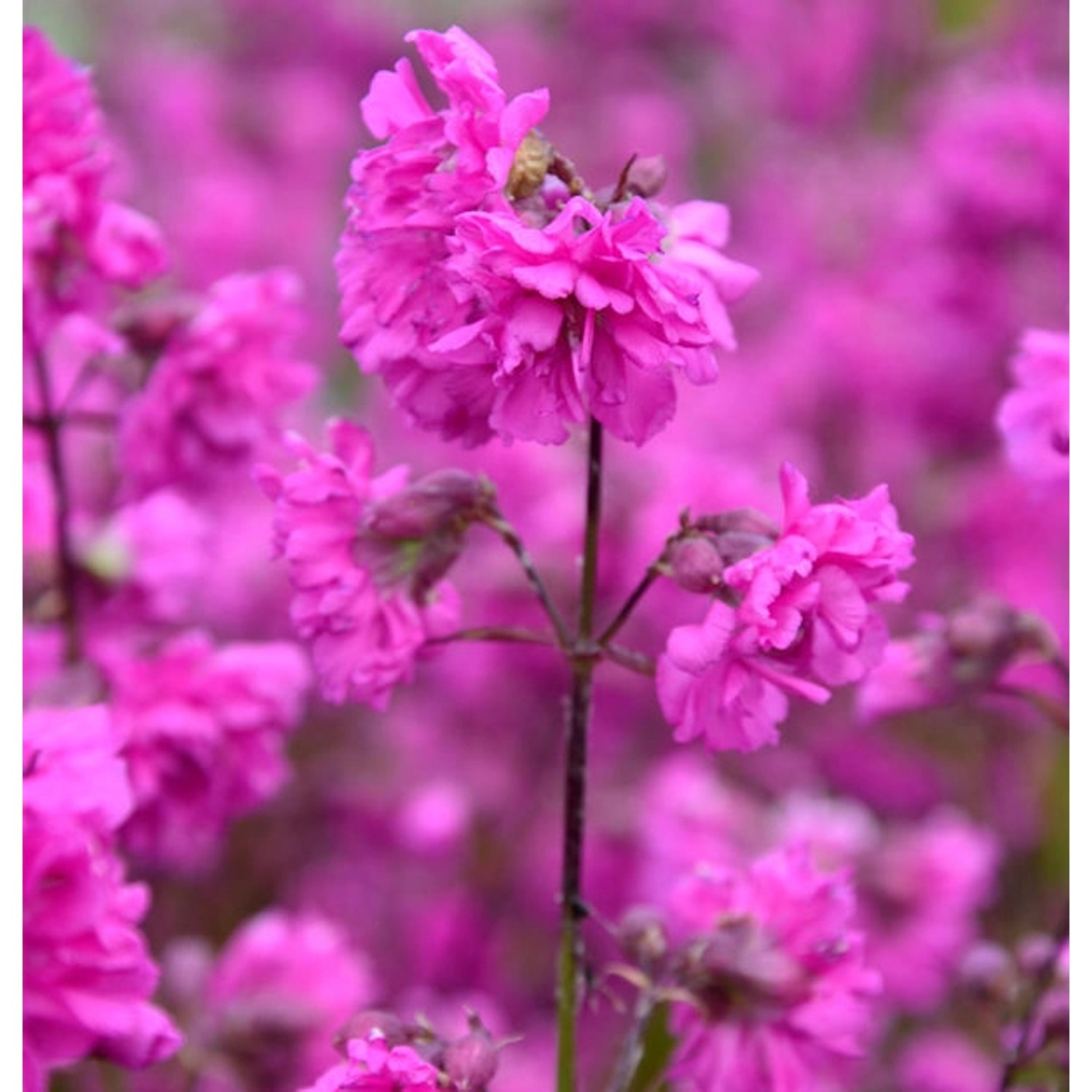 gefüllte Pechnelke - Lychnis viscaria günstig online kaufen