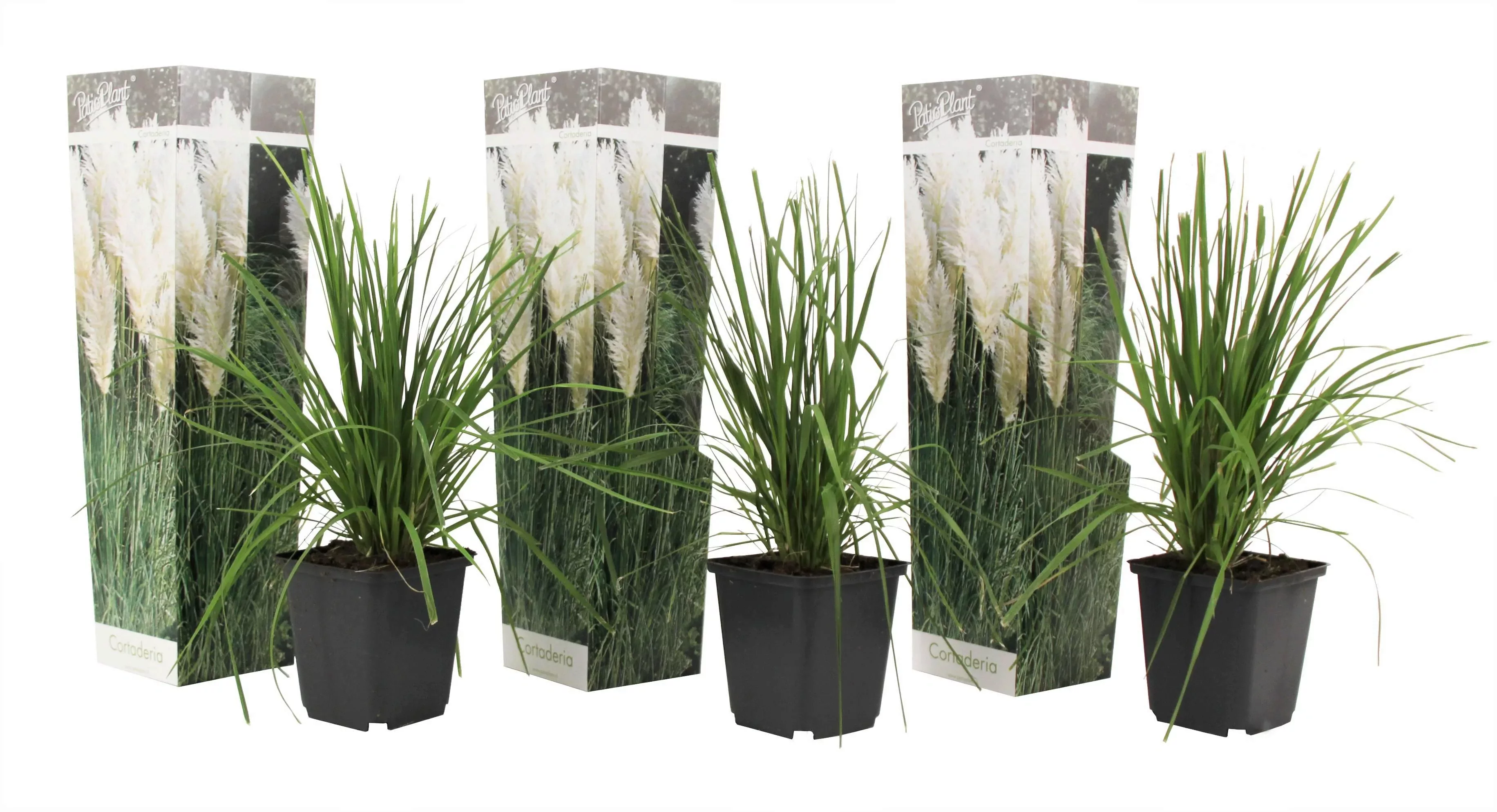 Perfect Plant | Set mit 3 Pampasgräsern günstig online kaufen