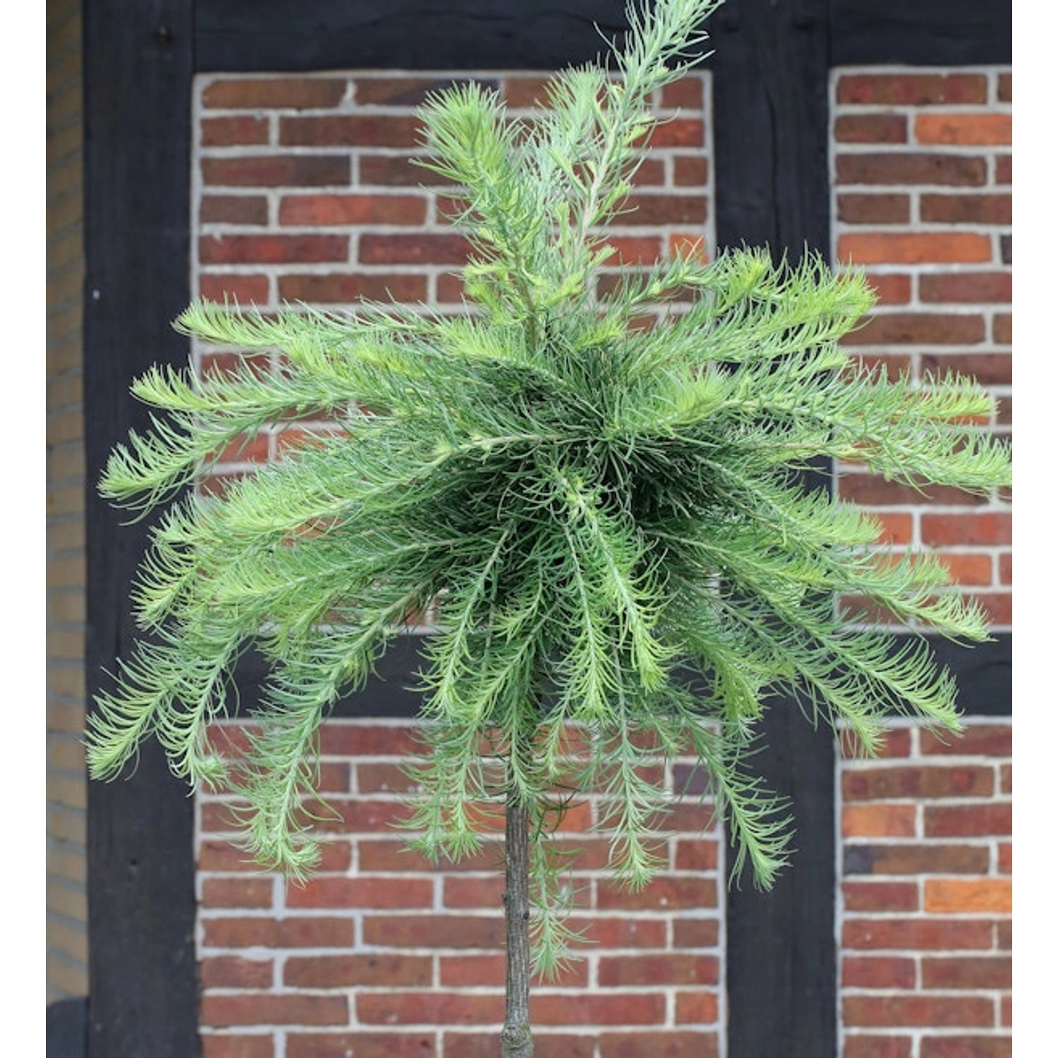 Hochstamm Europäische Zwerg Lärche Kornik 100-125cm - Larix kaempferi günstig online kaufen