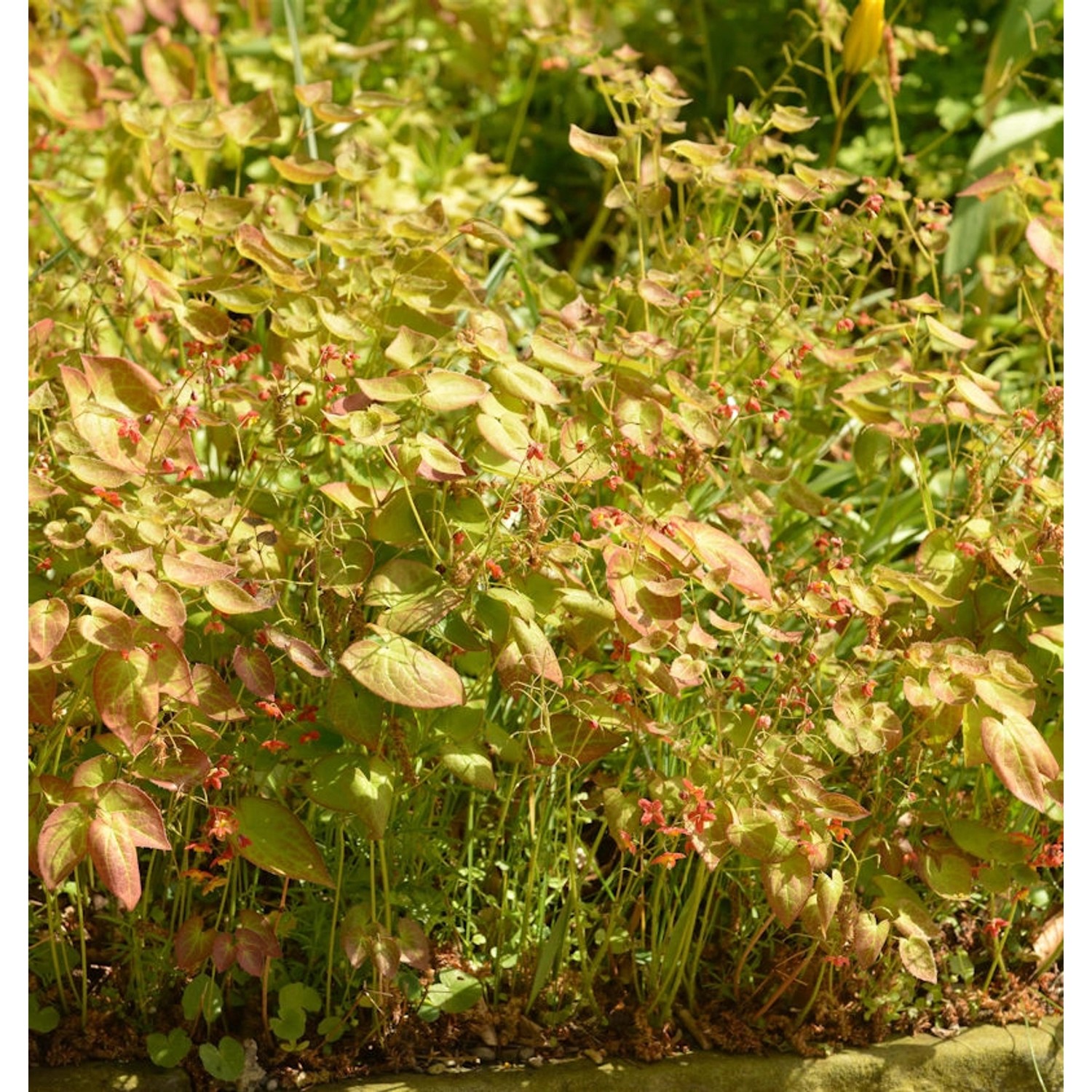 Elfenblume Cupreum - Epimedium versicolor günstig online kaufen