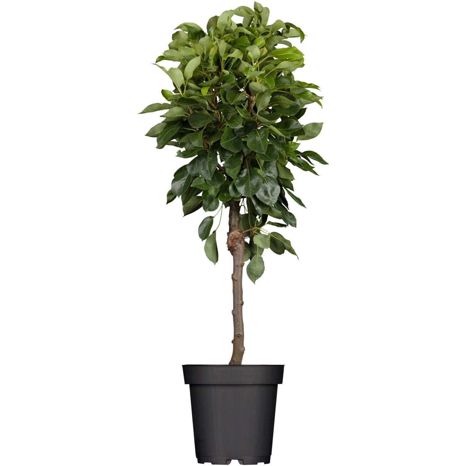 GROW by OBI Bio Birne Gute Luise Gelb-Grün Höhe ca. 120 - 140 cm Topf ca. 7 günstig online kaufen