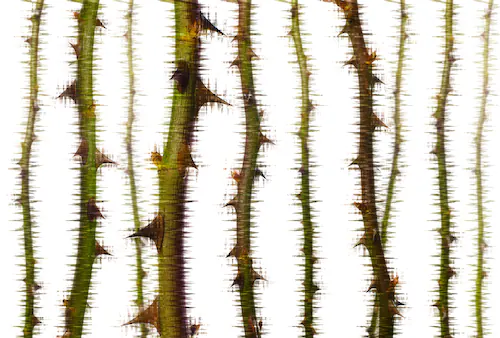 Architects Paper Fototapete »Atelier 47 Blurred Thorns 2«, floral, Vlies, W günstig online kaufen