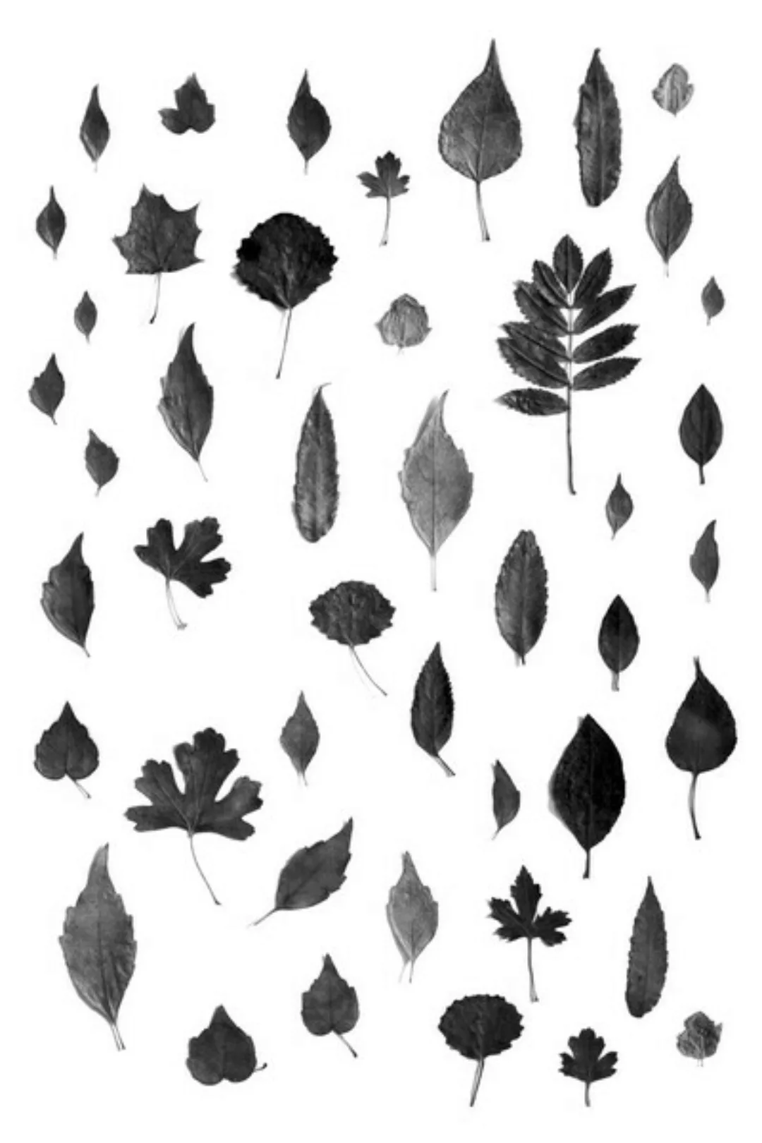 Poster / Leinwandbild - Sign Of Autumn - Black günstig online kaufen