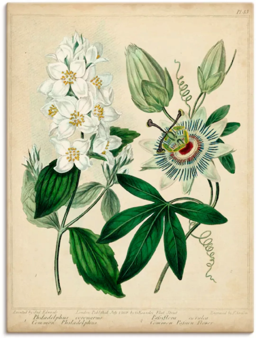 Artland Wandbild »Federnelke II«, Blumen, (1 St.), als Leinwandbild, Poster günstig online kaufen