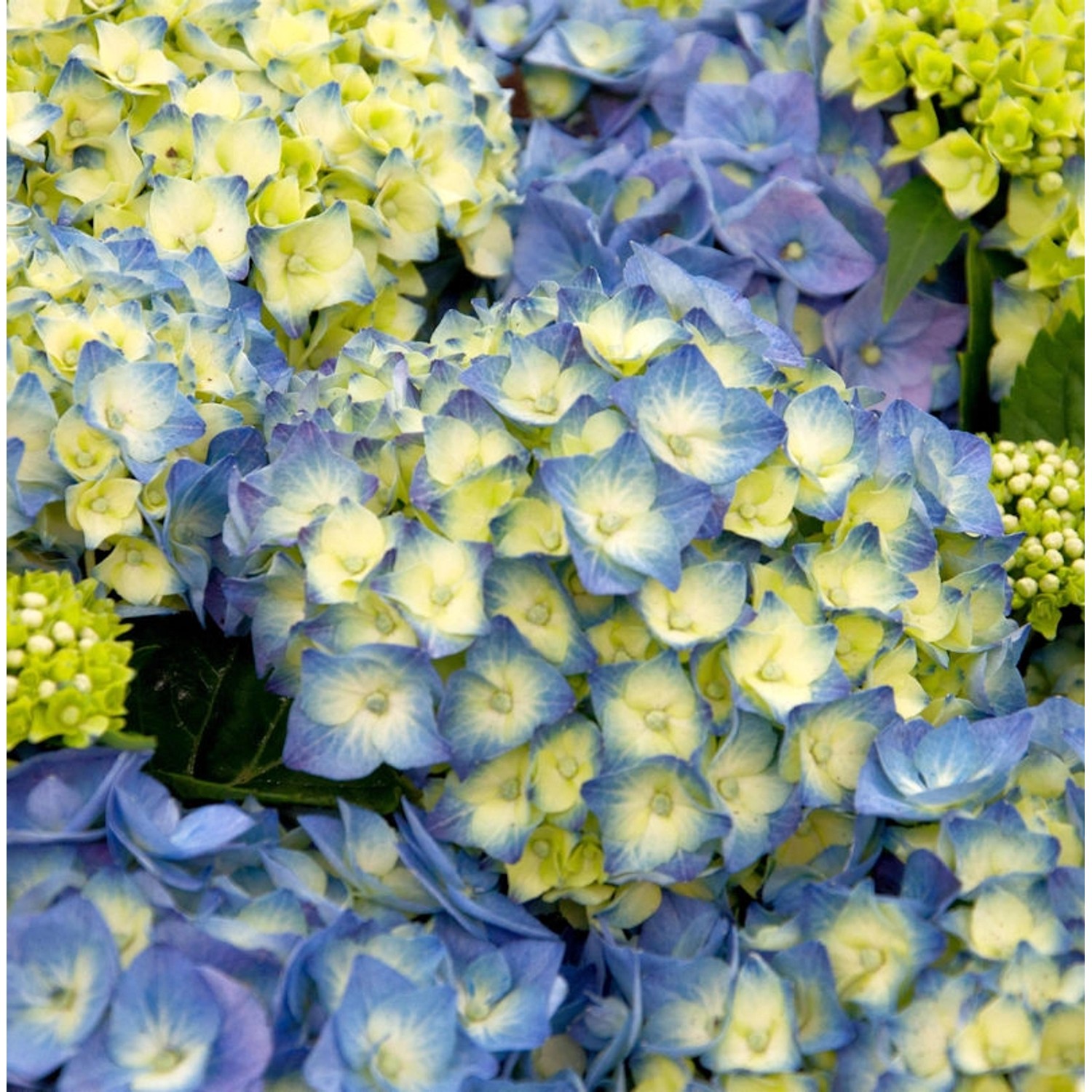 Bauernhortensie Bela 40-60cm - Hydrangea macrophylla günstig online kaufen