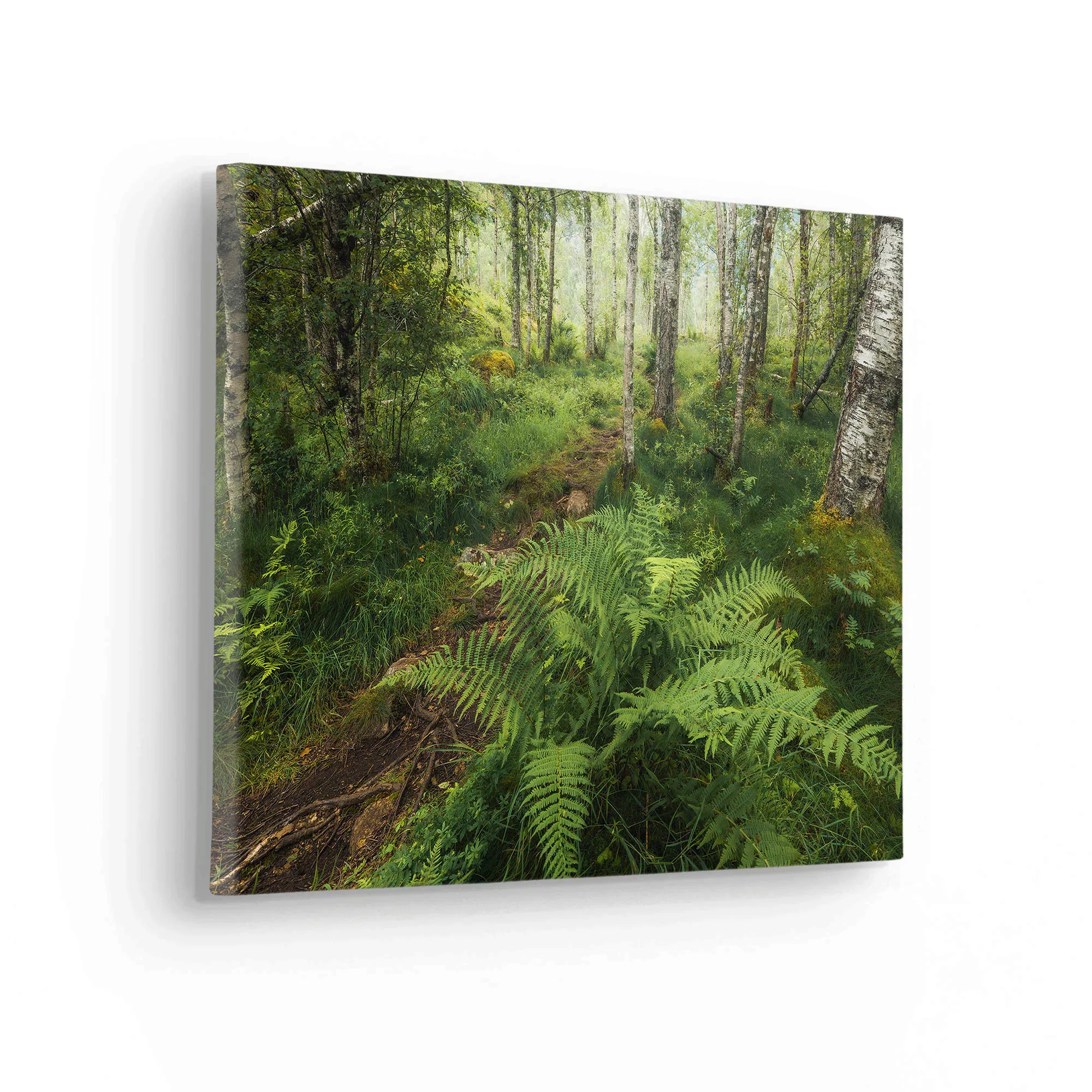 Komar Leinwandbild »Mystic Birch Grove«, Baum-Blätter-Natur-Berge-Blumen-Fo günstig online kaufen