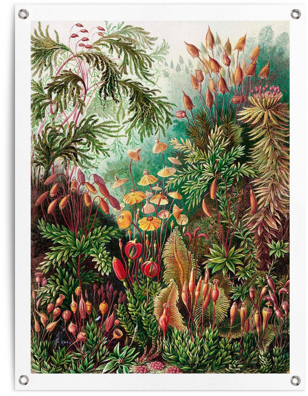 Reinders Poster "Sea Flora" günstig online kaufen