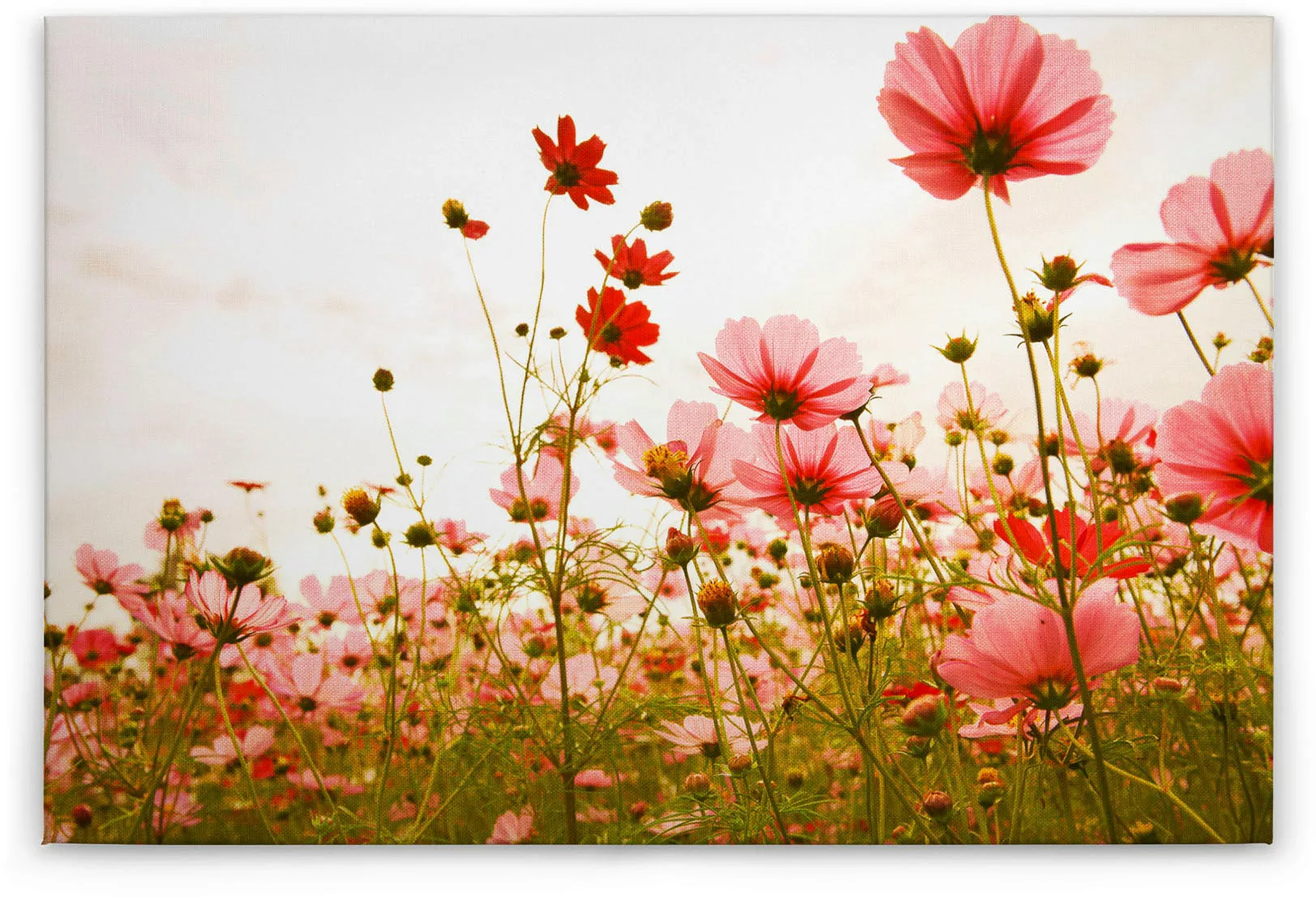 A.S. Création Leinwandbild "Flower Meadow", Blumen, (1 St.), Mohnblume Keil günstig online kaufen