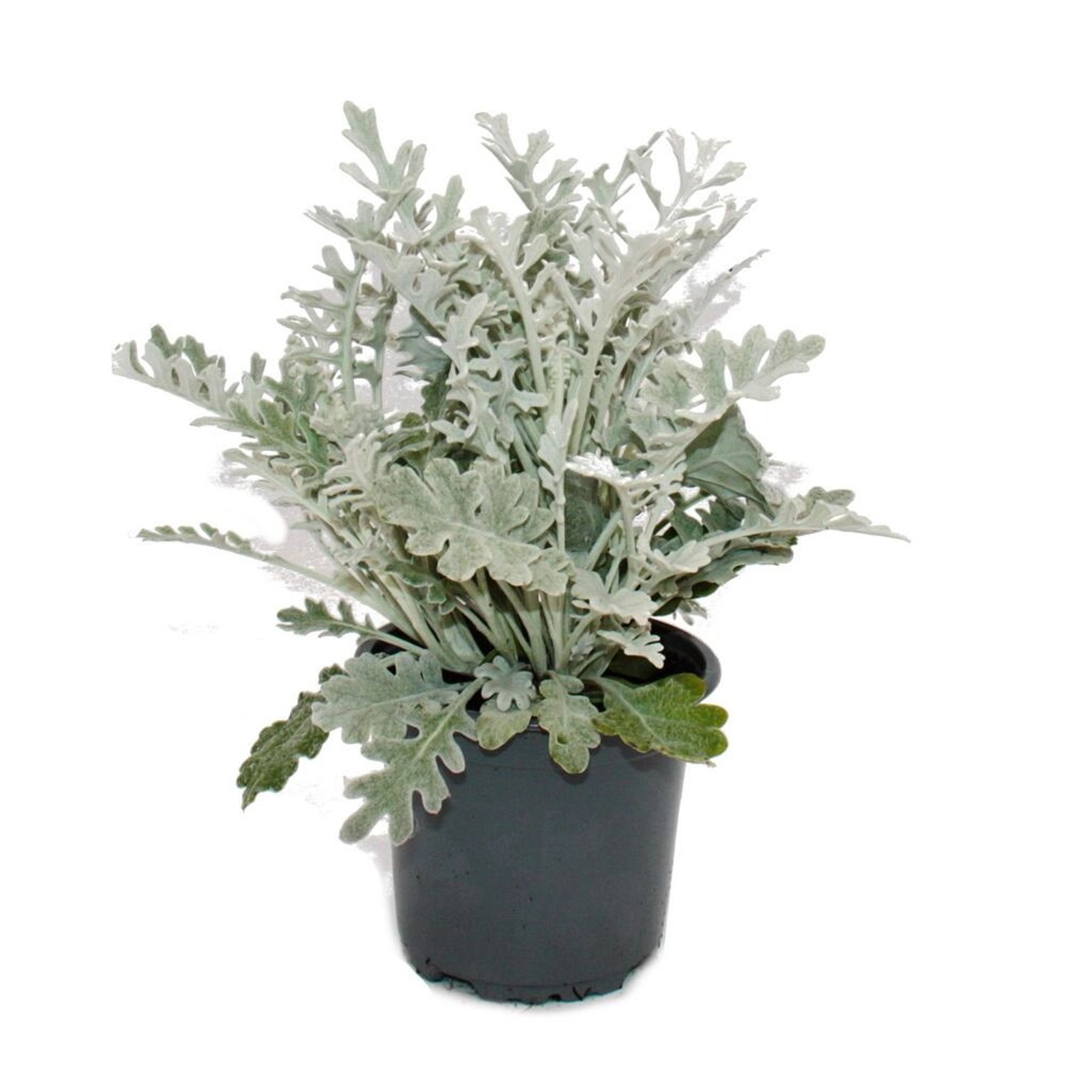 Exotenherz Senecio maritima Silberblatt Dekorative Pflanze mit silbrigem La günstig online kaufen