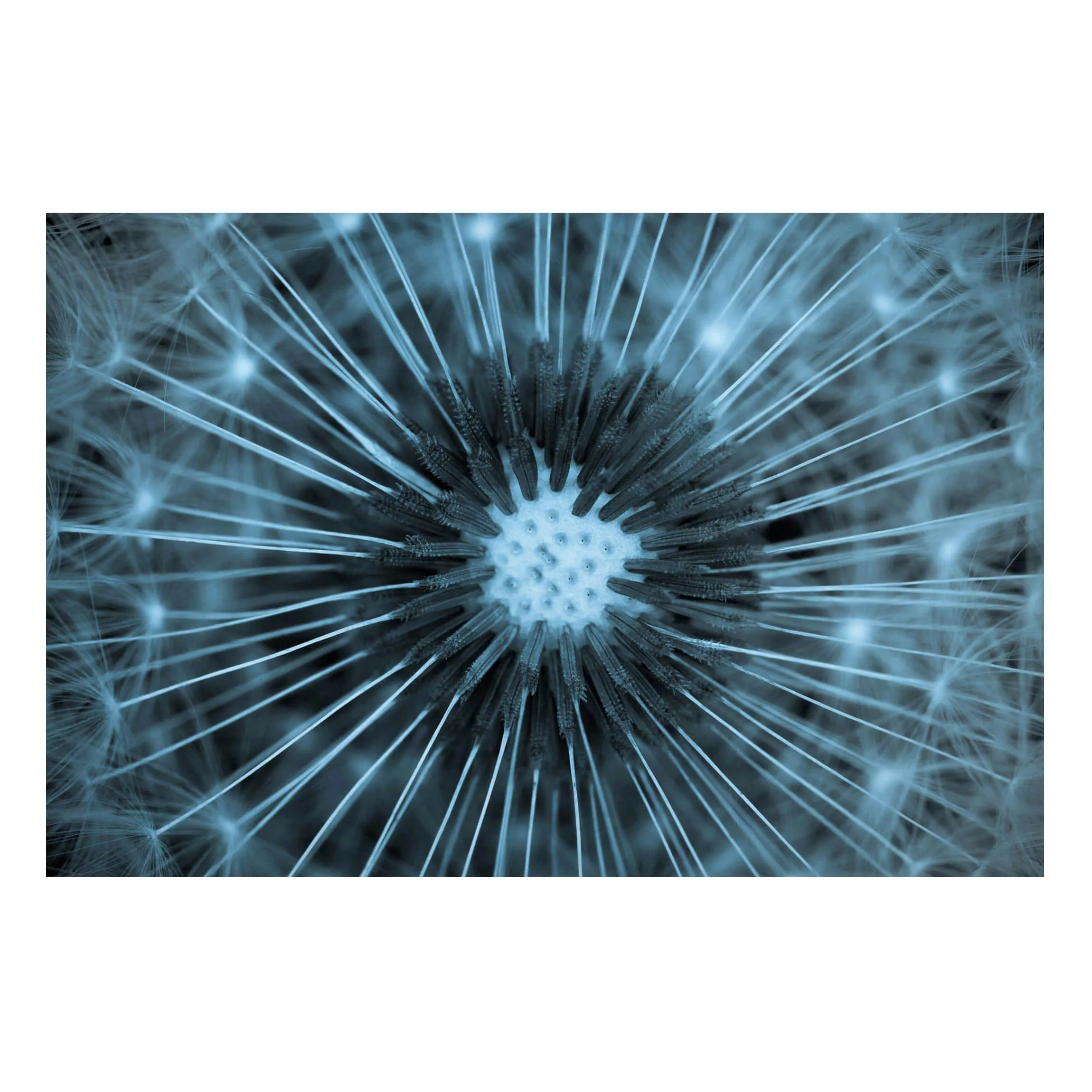 Magnettafel Blumen - Querformat 3:2 Blau getönte Pusteblume günstig online kaufen