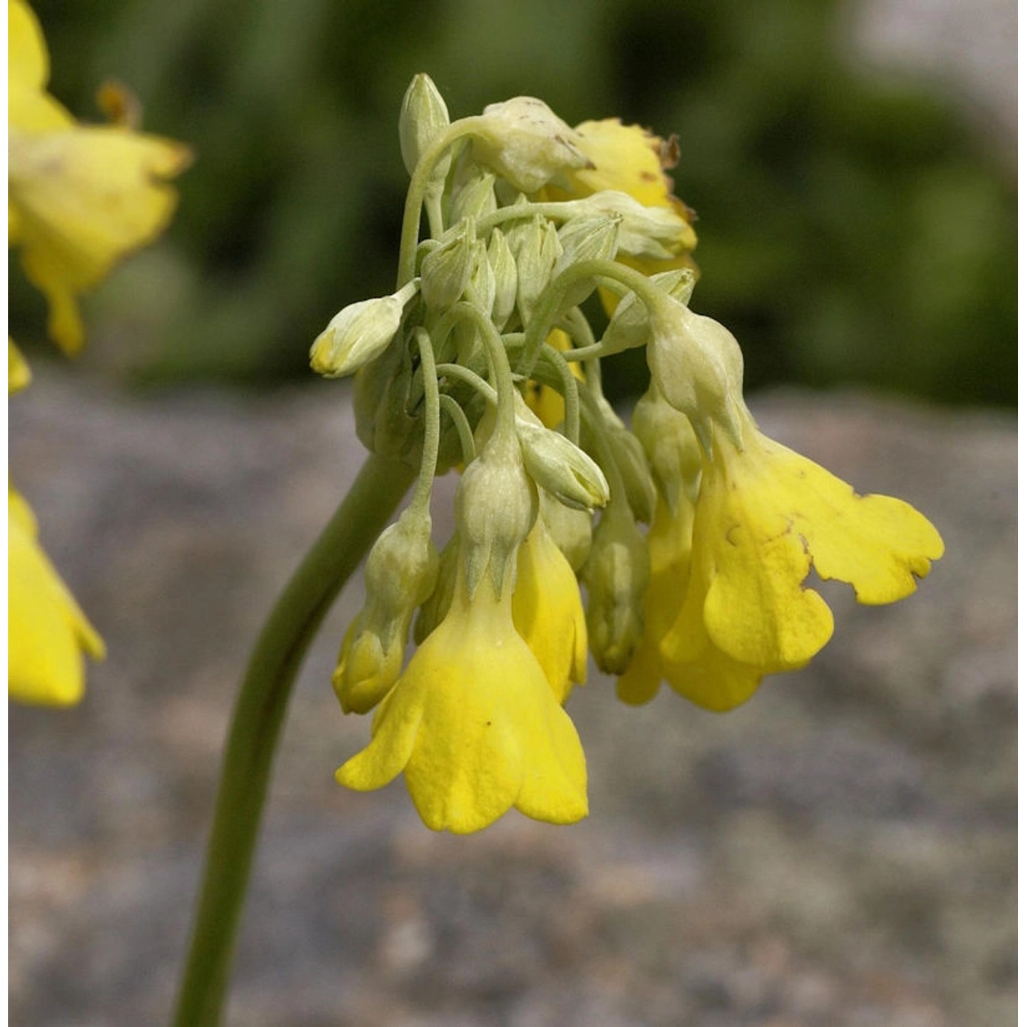 Sommerprimel - Primula florindae günstig online kaufen