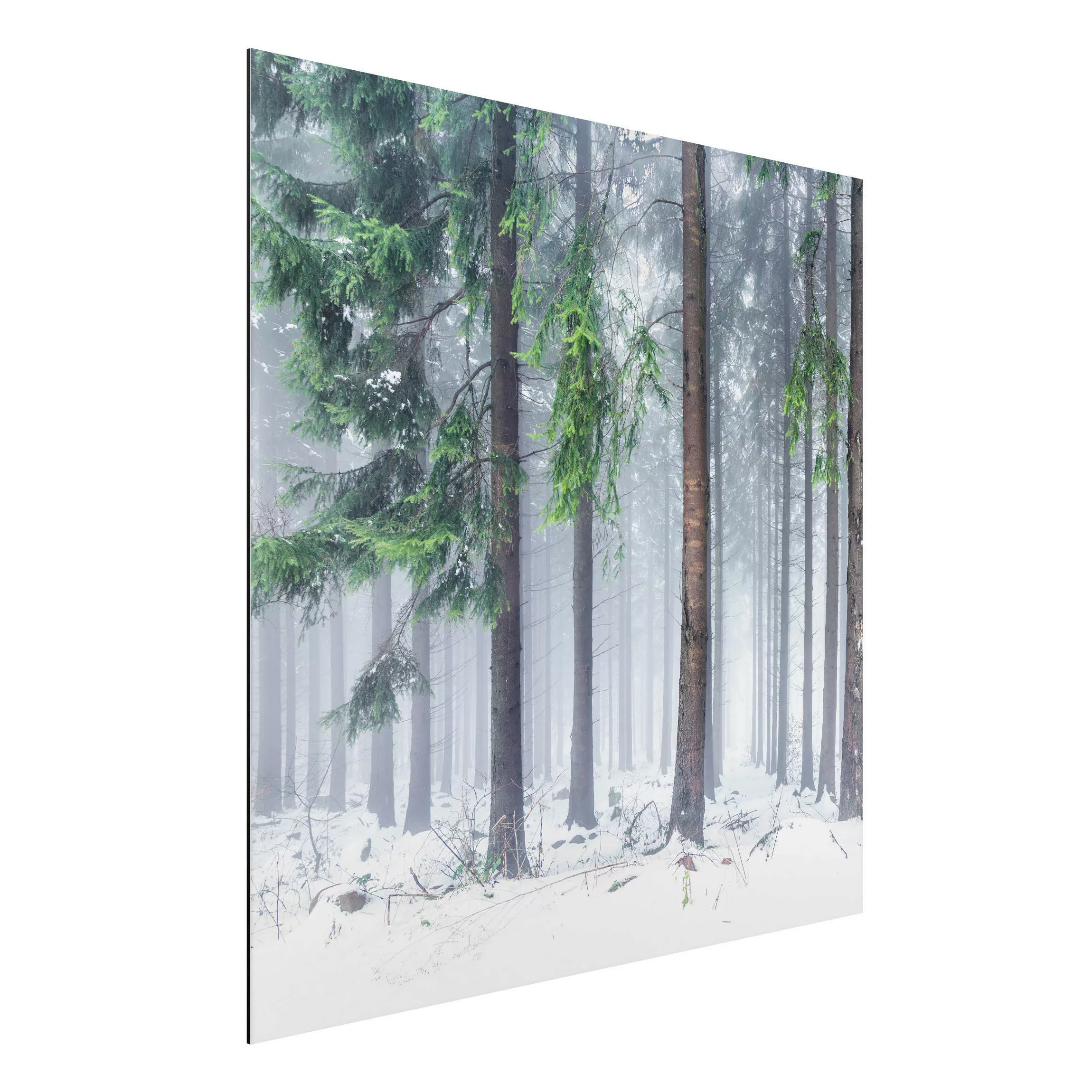 Alu-Dibond Bild Nadelbäume im Winter günstig online kaufen