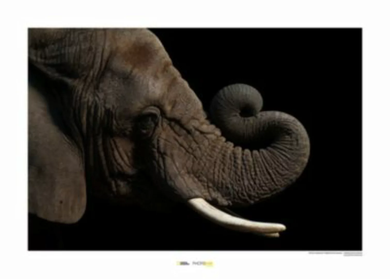 KOMAR Wandbild - African Elephant - Größe: 70 x 50 cm mehrfarbig Gr. one si günstig online kaufen