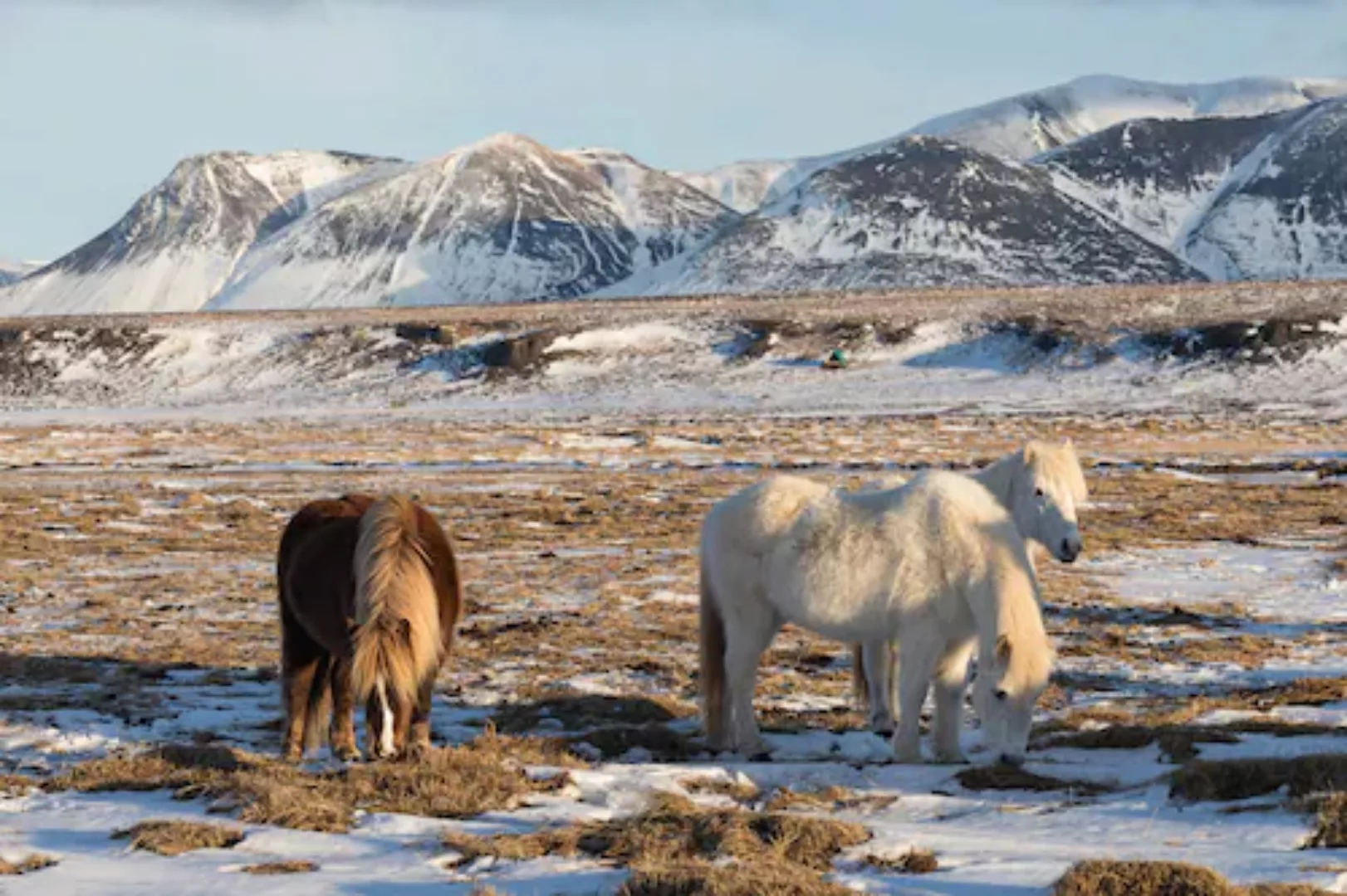 Papermoon Fototapete »Pferde in Landschaft« günstig online kaufen
