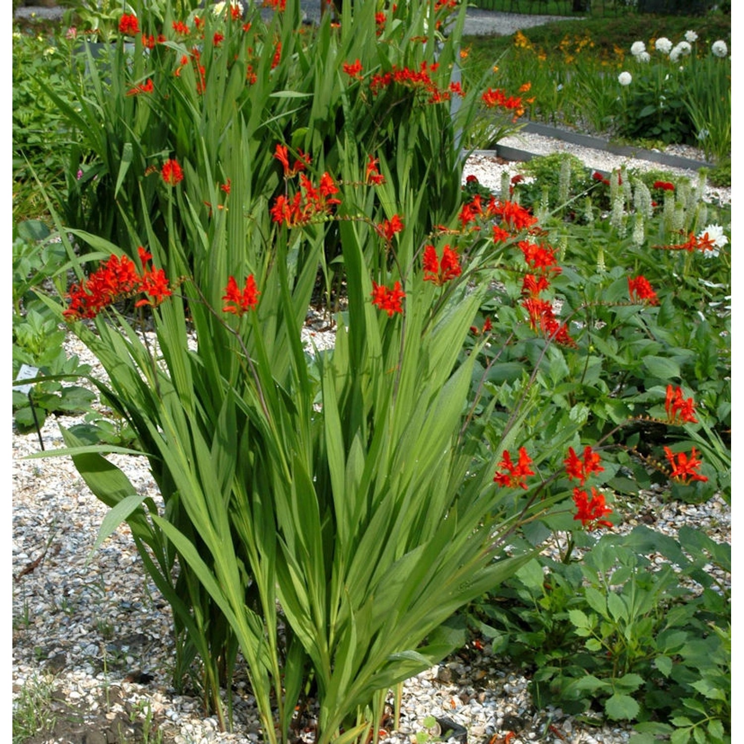 Garten Monbretie Red King - Crocosmia crocosmiiflora günstig online kaufen