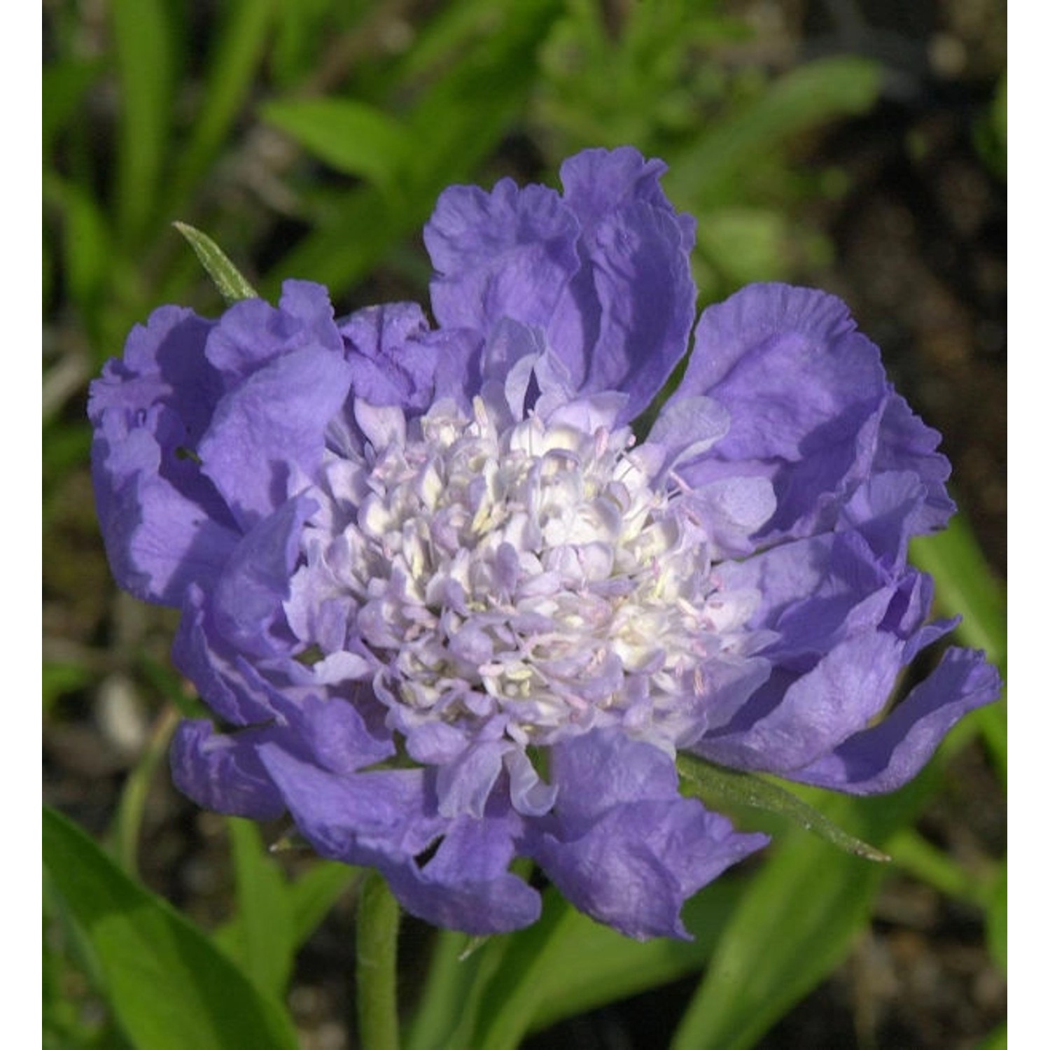 Kaukasus Skabiose Clive Greaves - Scabiosa caucasica günstig online kaufen