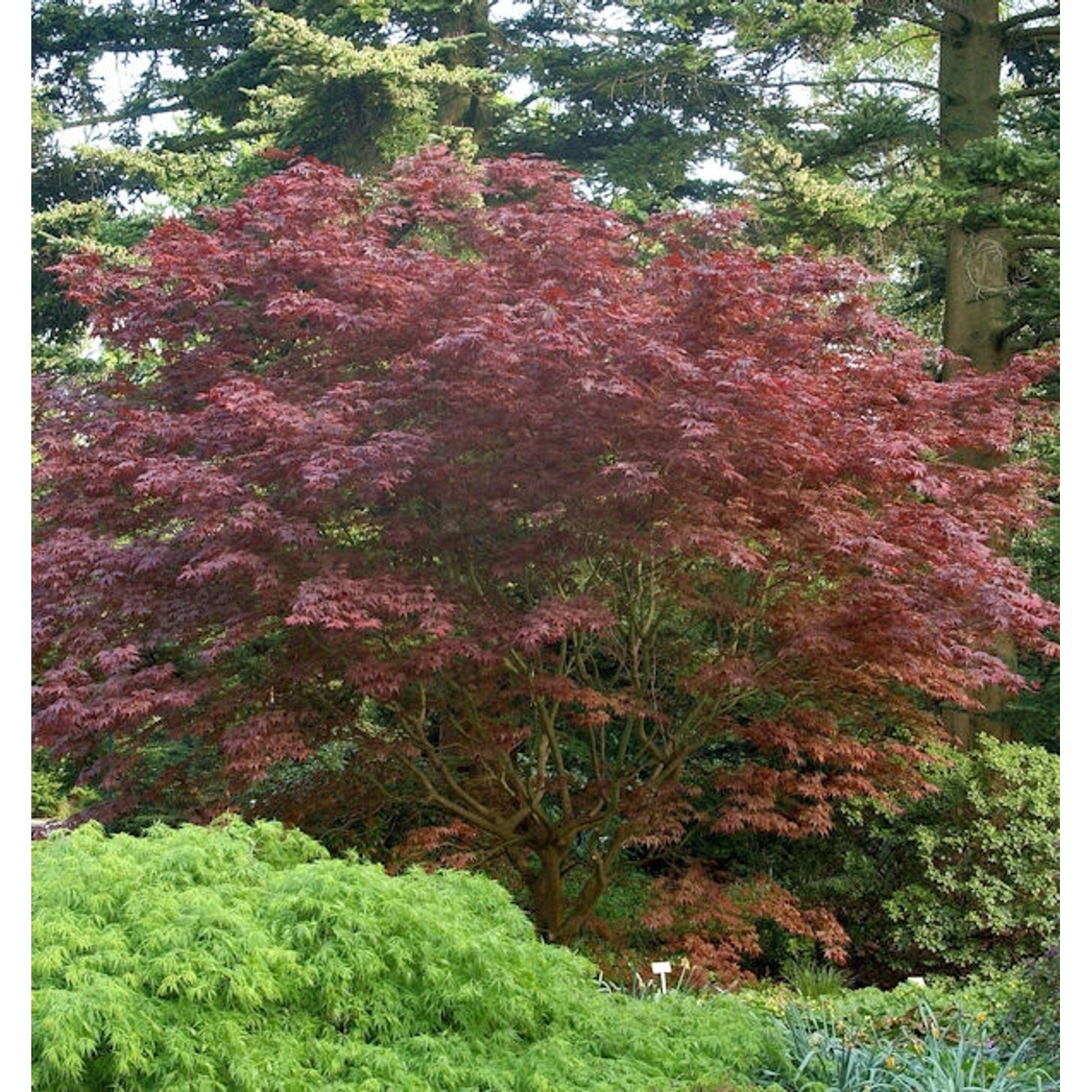 Japanischer Fächer Ahorn Rhode Island Red 30-40cm - Acer palmatum günstig online kaufen