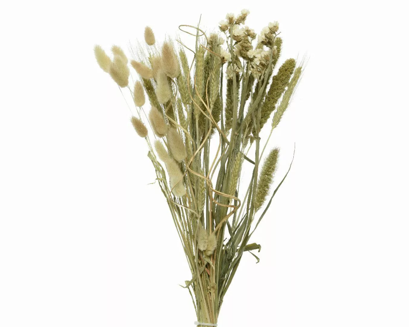 Trockenblume, Decoris season decorations, Trockenblumen Strauß günstig online kaufen
