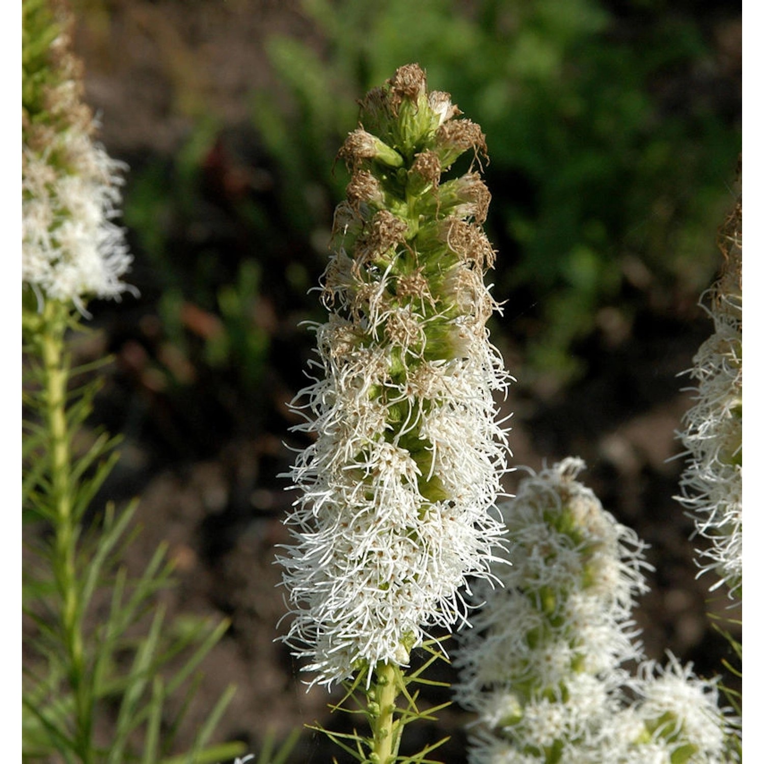 Prachtscharte Floristan Weiß - Liatris spicata günstig online kaufen