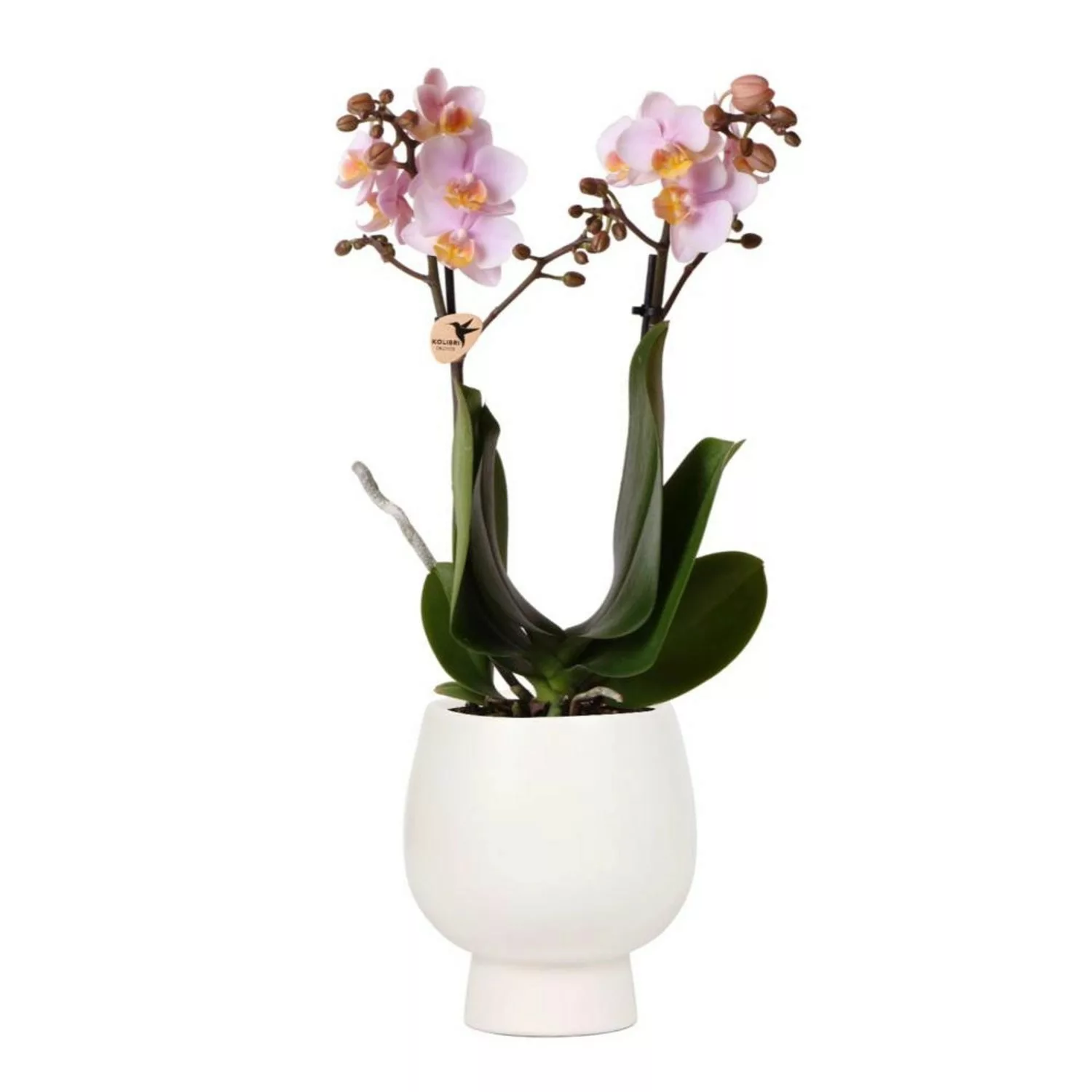 Kolibri Orchideen Rosa Phalaenopsis Orchidee Andorra & Scandic Ziertopf Wei günstig online kaufen