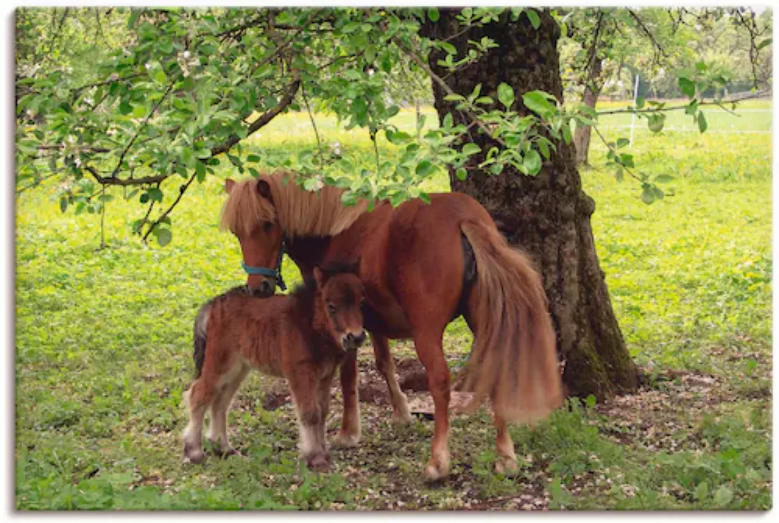 Artland Wandbild "Pony - Mutterglück", Haustiere, (1 St.), als Alubild, Out günstig online kaufen