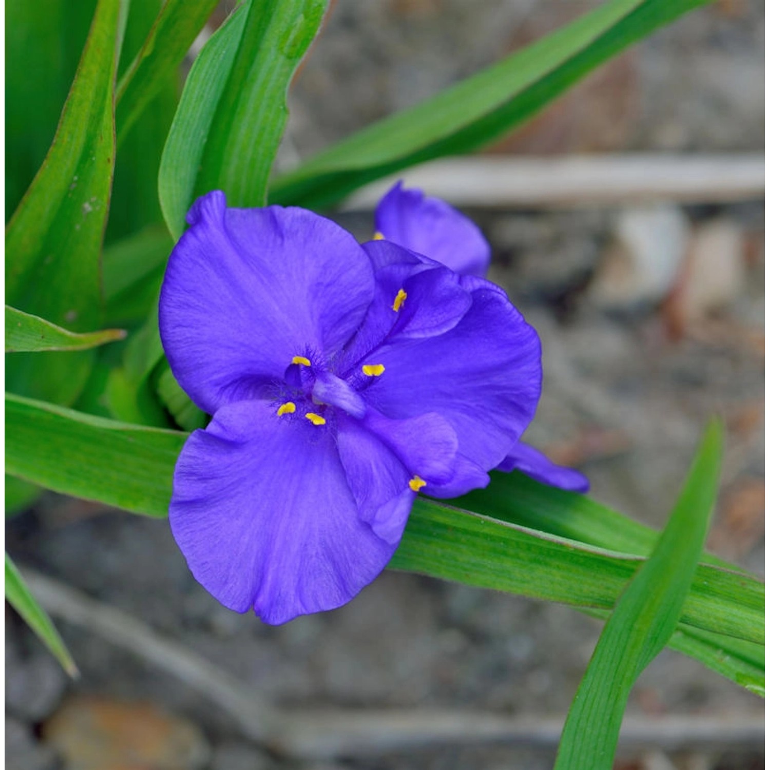 Dreimasterblumen Leonora - Tradescantia andersoniana günstig online kaufen