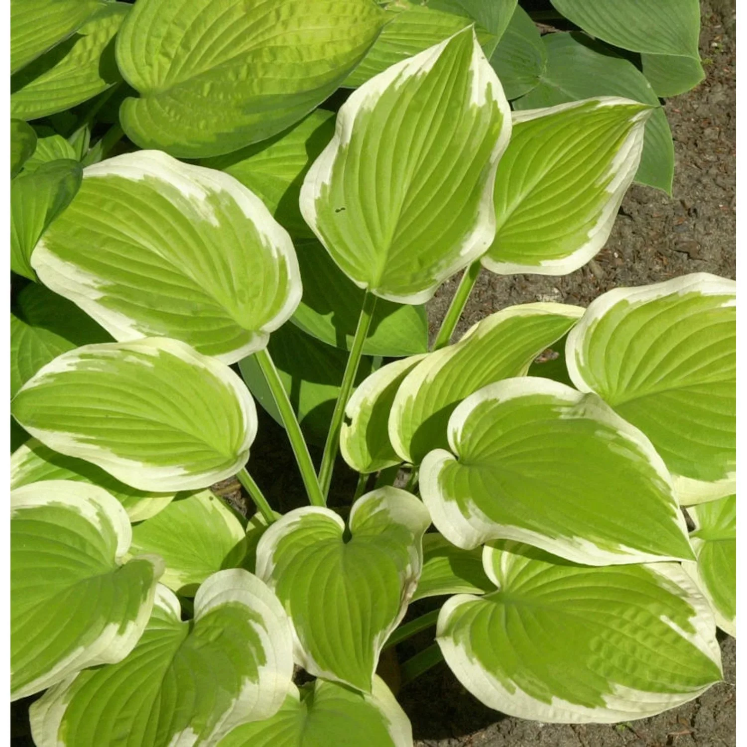 Funkie Winter Snow - Hosta cultorum günstig online kaufen