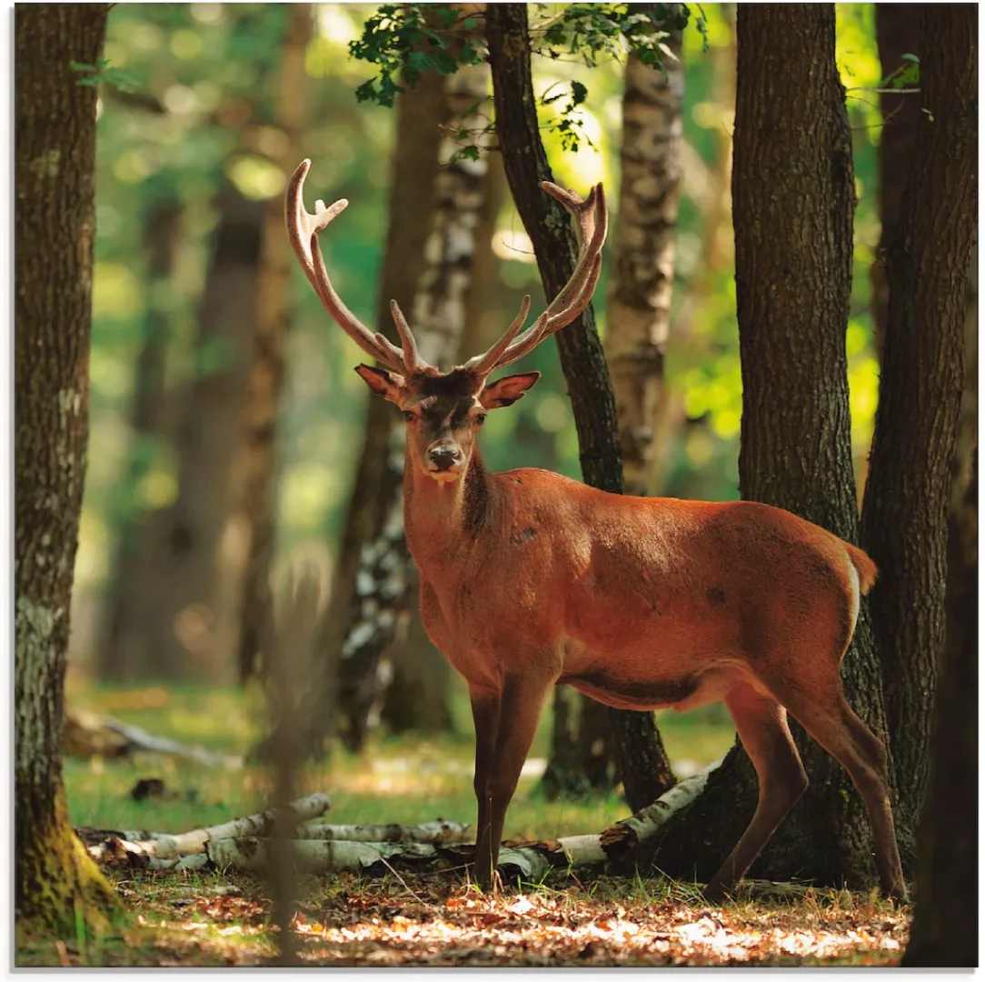 Artland Glasbild "Hirsch 4 - Wald", Wildtiere, (1 St.), in verschiedenen Gr günstig online kaufen