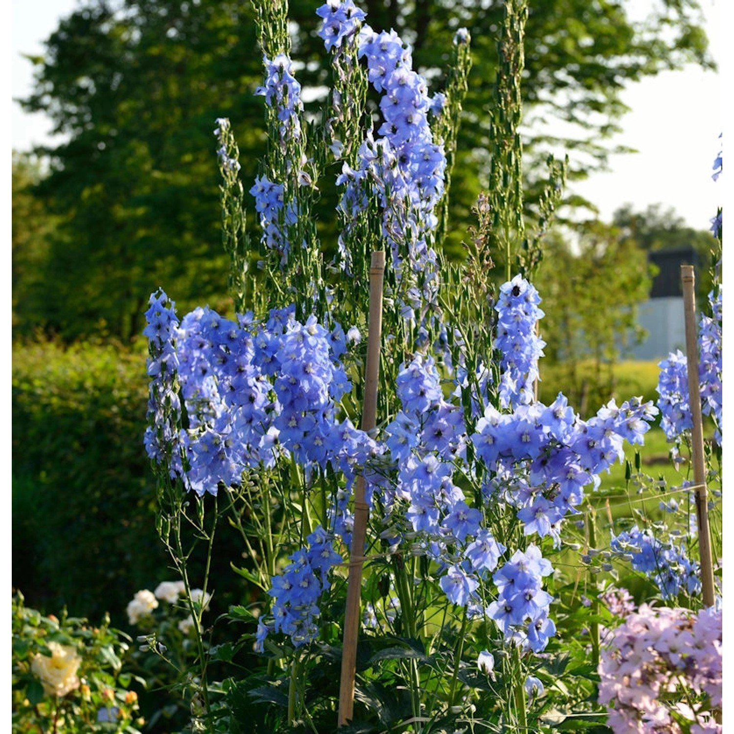 Hoher Rittersporn Gletscherwasser - Delphinium elatum günstig online kaufen