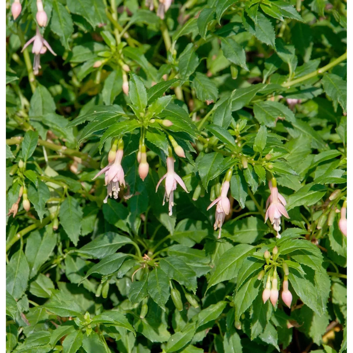 Fuchsie Alba - Fuchsia magellanica günstig online kaufen