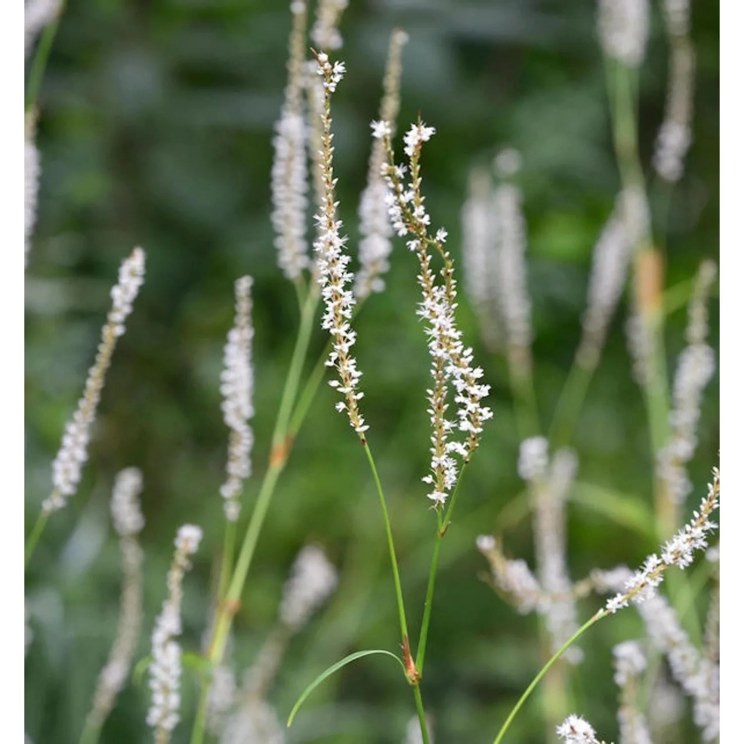 Kerzenknöterich Album - Persicaria amplexicaulis günstig online kaufen