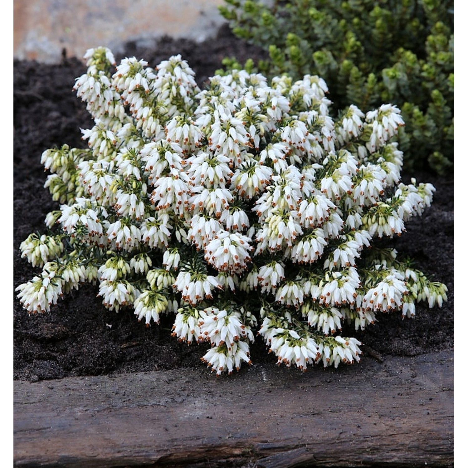 10x Winterheide Kathy - Erica carnea günstig online kaufen