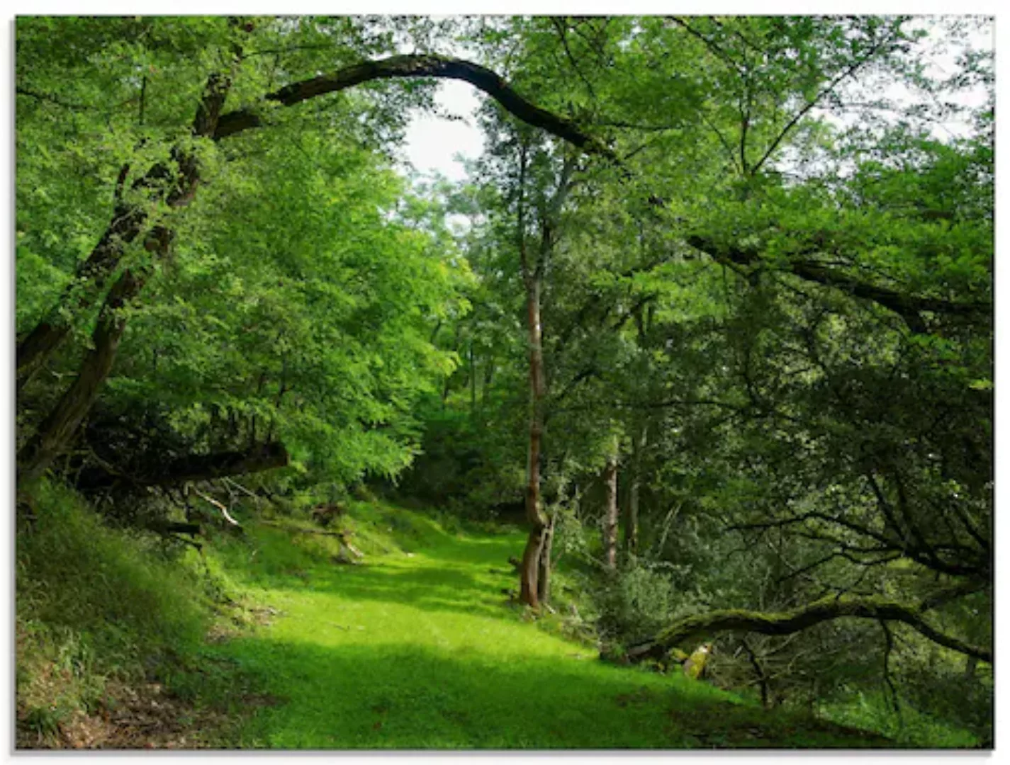 Artland Glasbild "Grüner Weg durch den Wald", Wald, (1 St.) günstig online kaufen