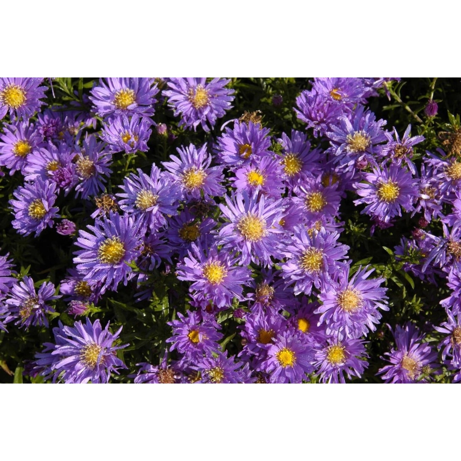 Aster Dumosus Blaue Lagune Kissenaster Ca. 9x9 cm Topf günstig online kaufen