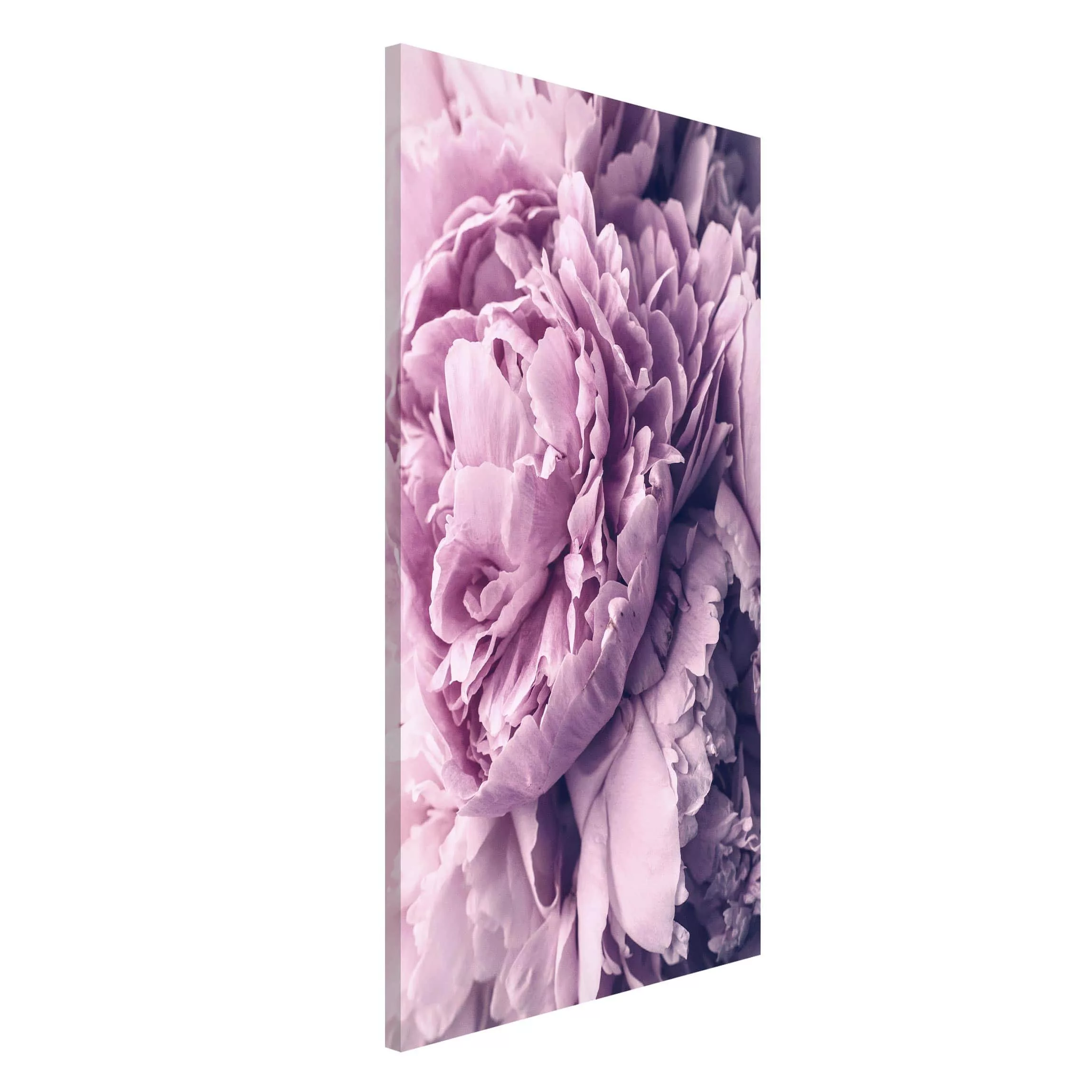 Magnettafel Blumen - Hochformat 3:4 Lila Pfingstrosenblüten günstig online kaufen