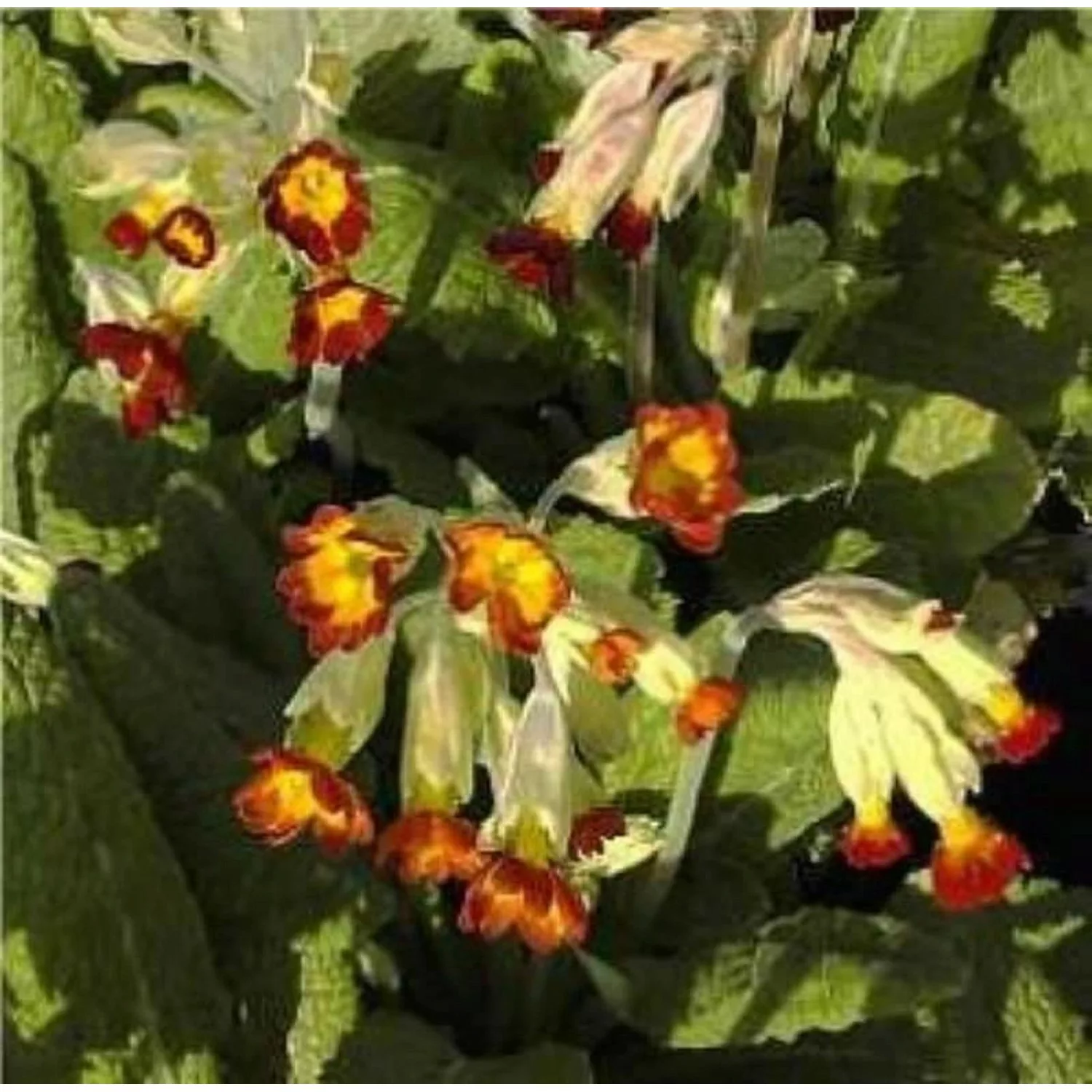 Echte Schlüsselblume Sunset Shades - Primula veris günstig online kaufen