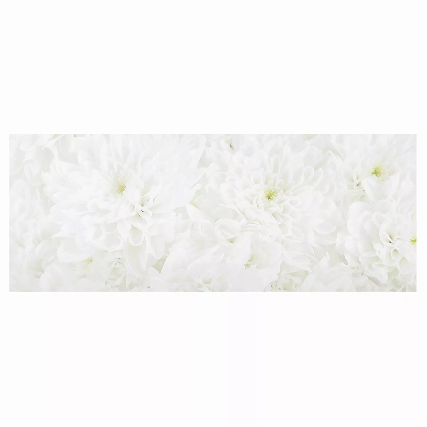Glasbild Blumen - Panorama Dahlien Blumenmeer weiß günstig online kaufen