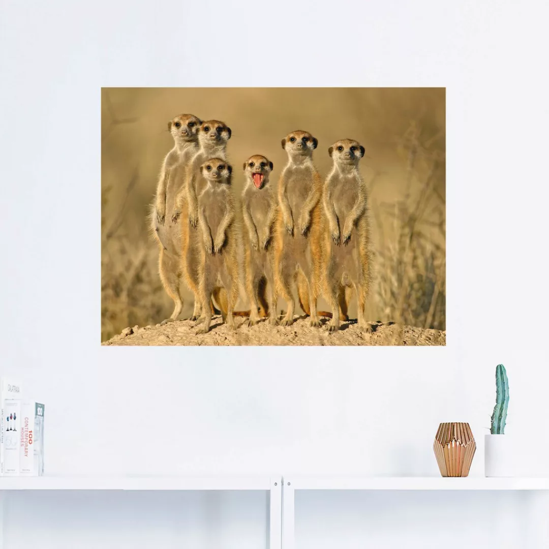 Artland Wandbild "Erdmännchen Familie", Wildtiere, (1 St.) günstig online kaufen
