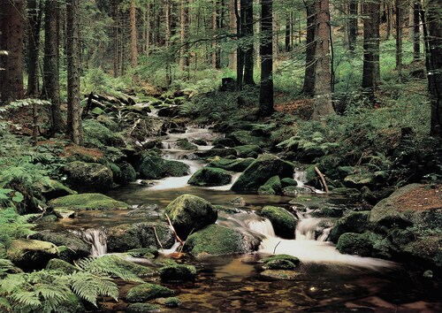 Papermoon Fototapete »Nature« günstig online kaufen