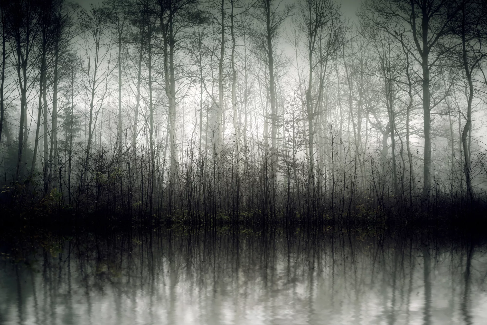 queence Leinwandbild »Der Nebel«, Bäume-Baumbilder, (1 St.), Akustikbild mi günstig online kaufen