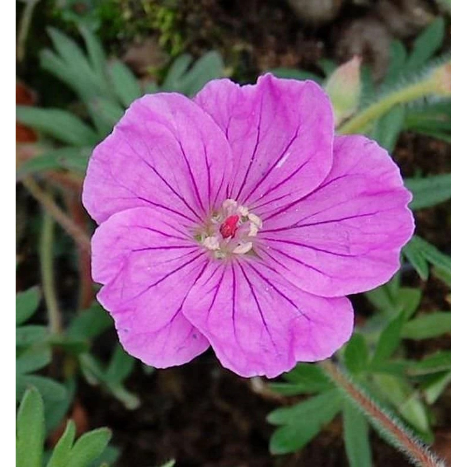 Storchenschnabel Ankums Pride - Geranium sanguineum günstig online kaufen