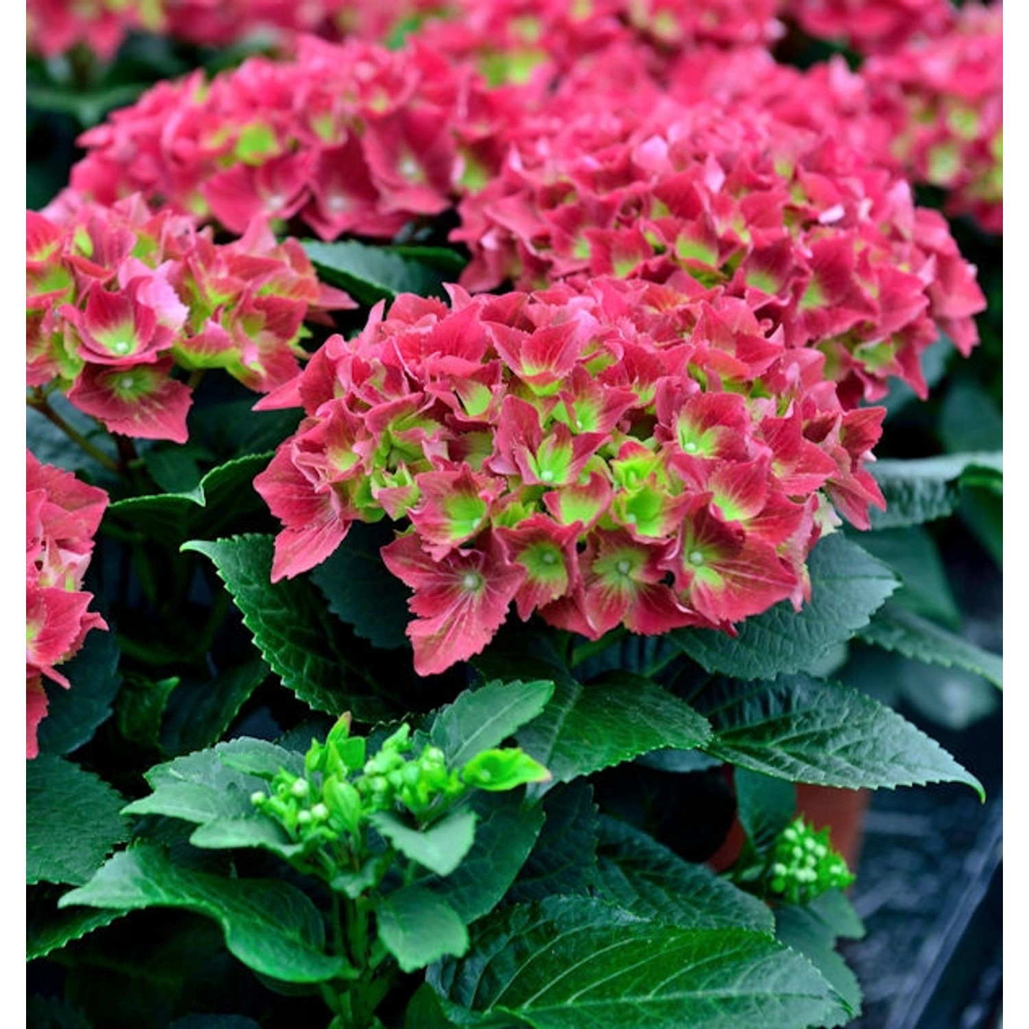 Bauernhortensie Royal Red 40-60cm - Hydrangea macrophylla günstig online kaufen