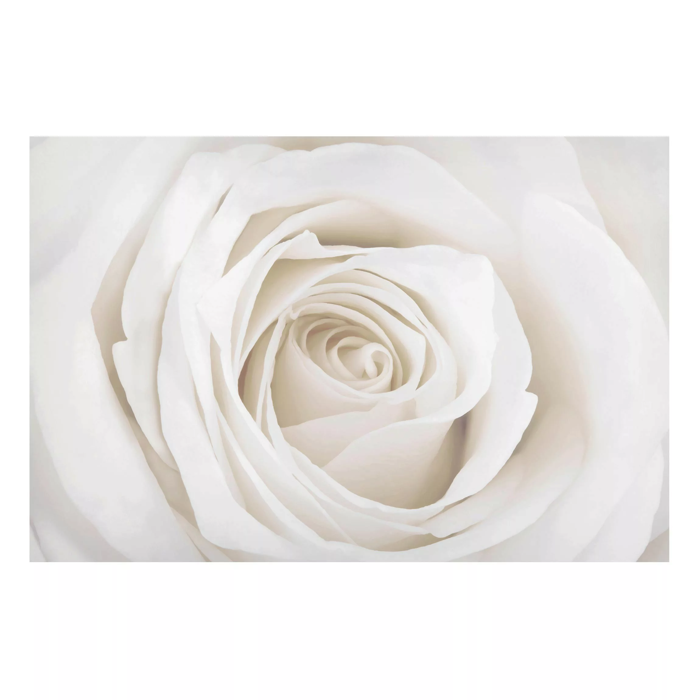 Magnettafel Blumen - Querformat 3:2 Pretty White Rose günstig online kaufen