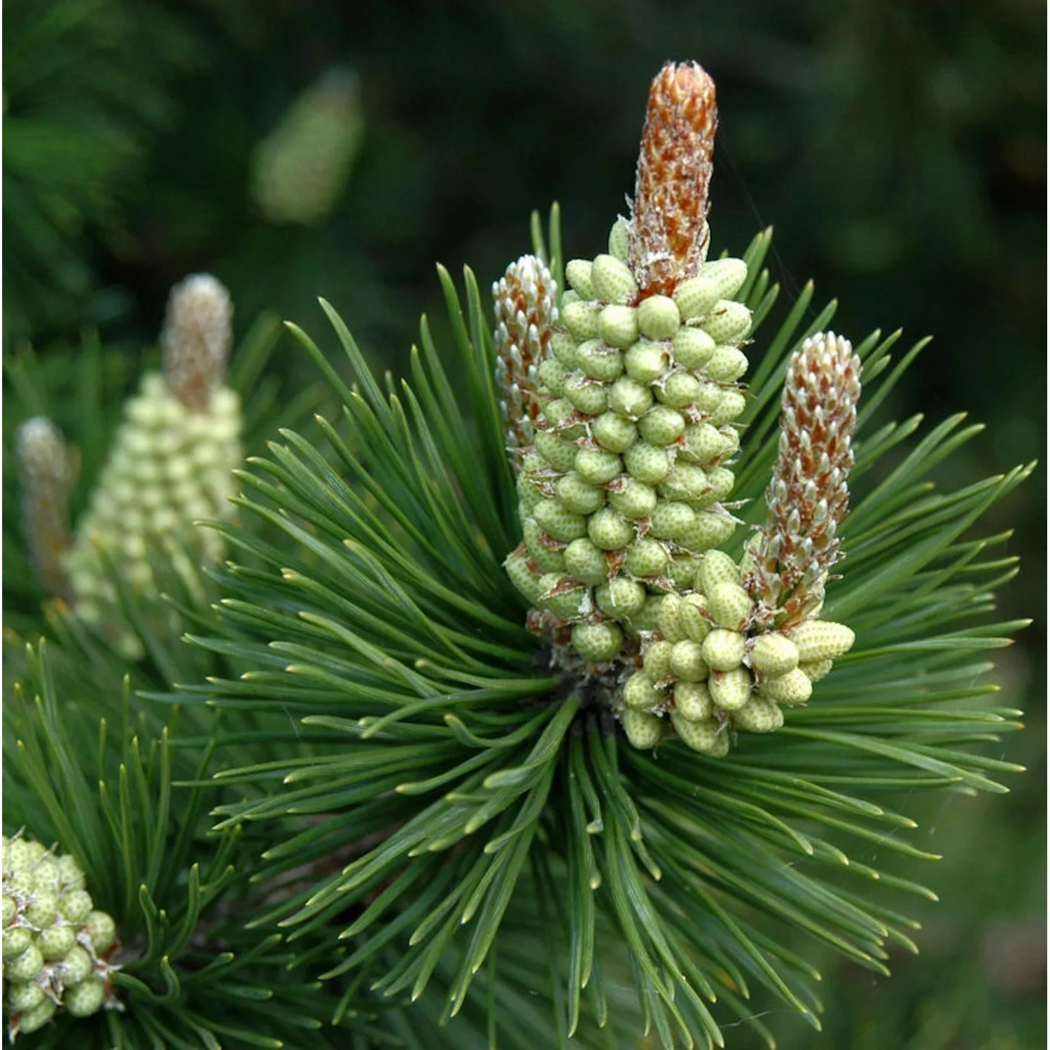 Hakenkiefer 60-80cm - Pinus uncinata günstig online kaufen