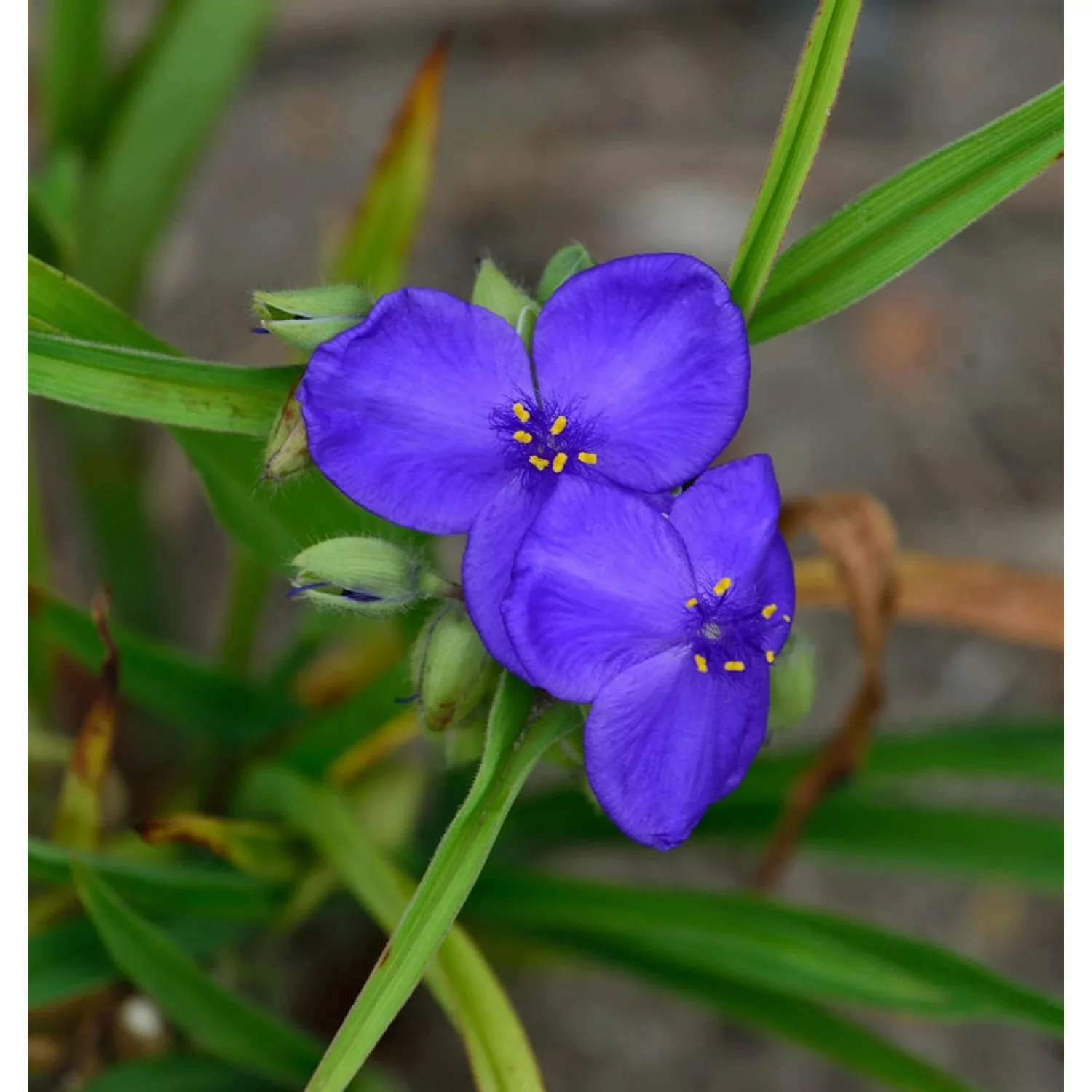 Dreimasterblumen Blue Stone - Tradescantia andersoniana günstig online kaufen