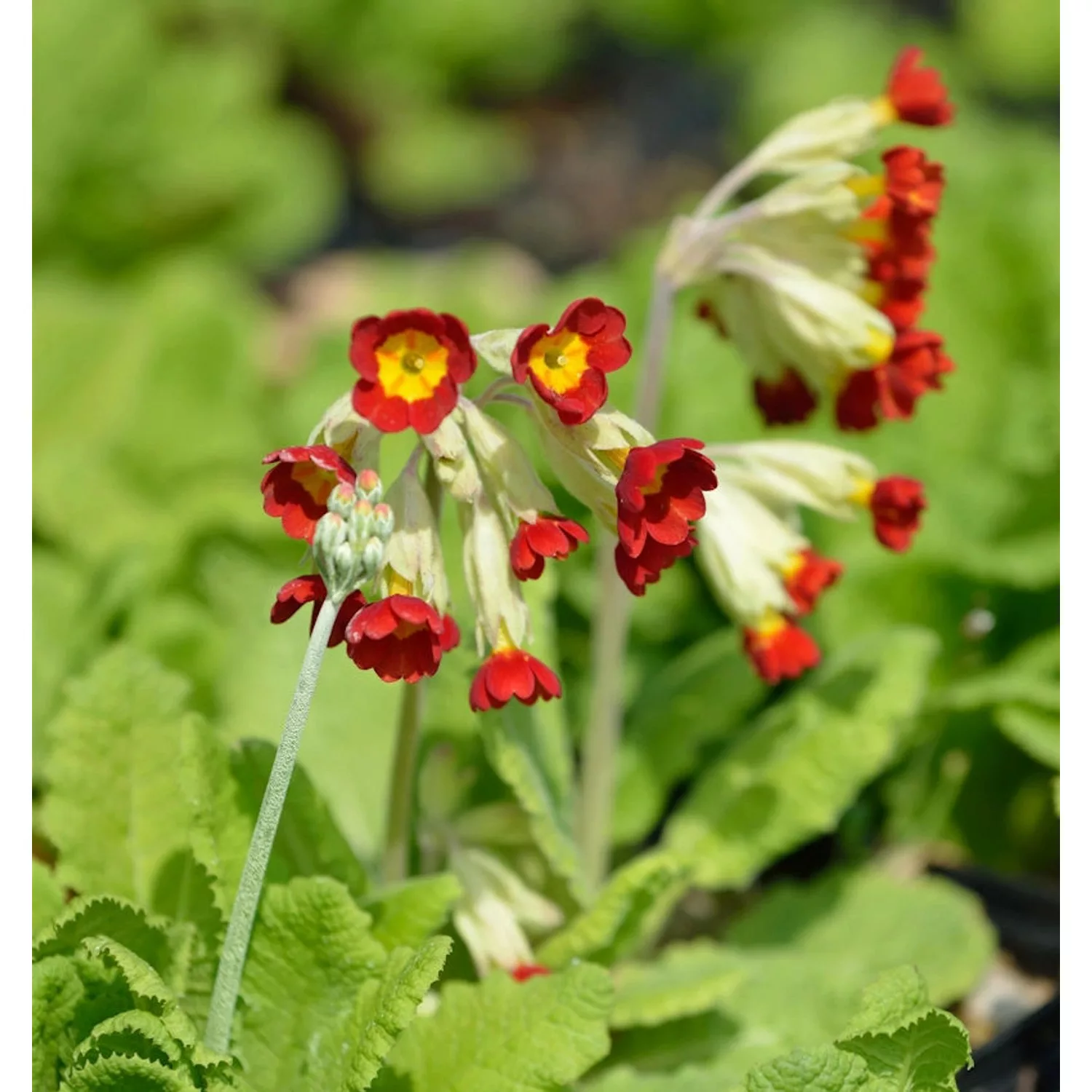 Yunnan Primel - Primula chungensis günstig online kaufen